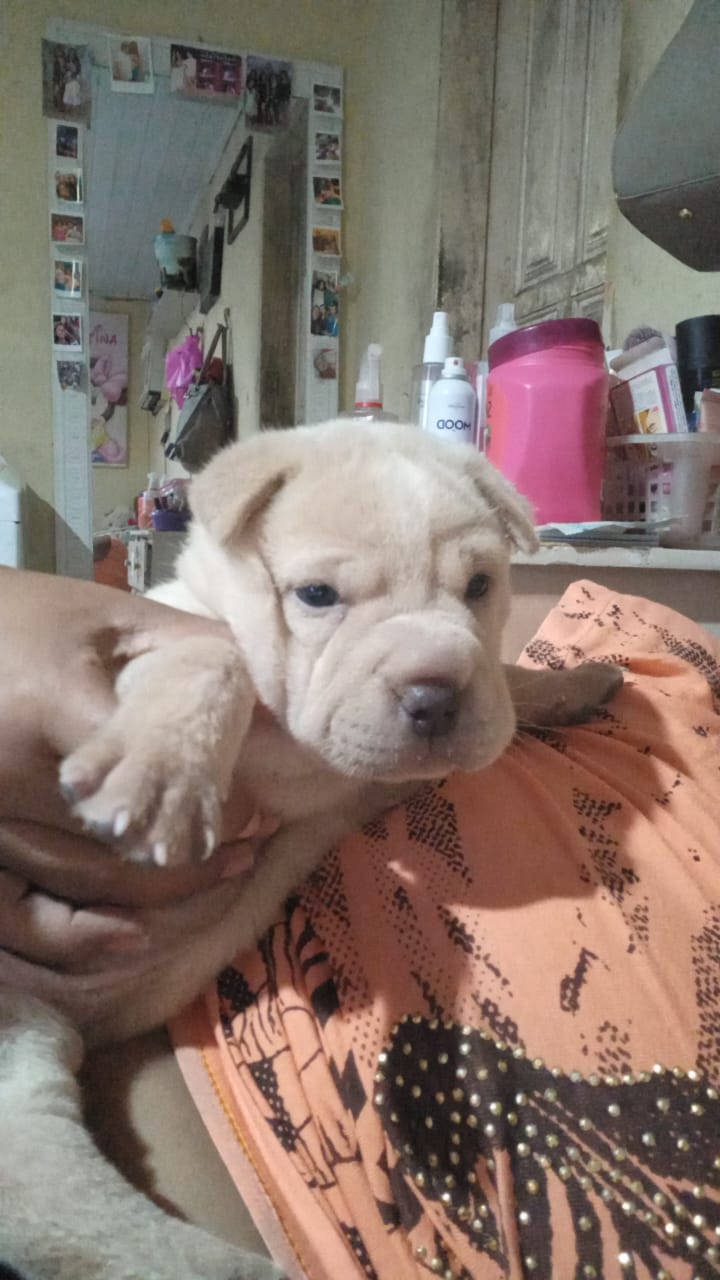 Portal Vendocão Filhote de Sharpei com 40 dias Manaud