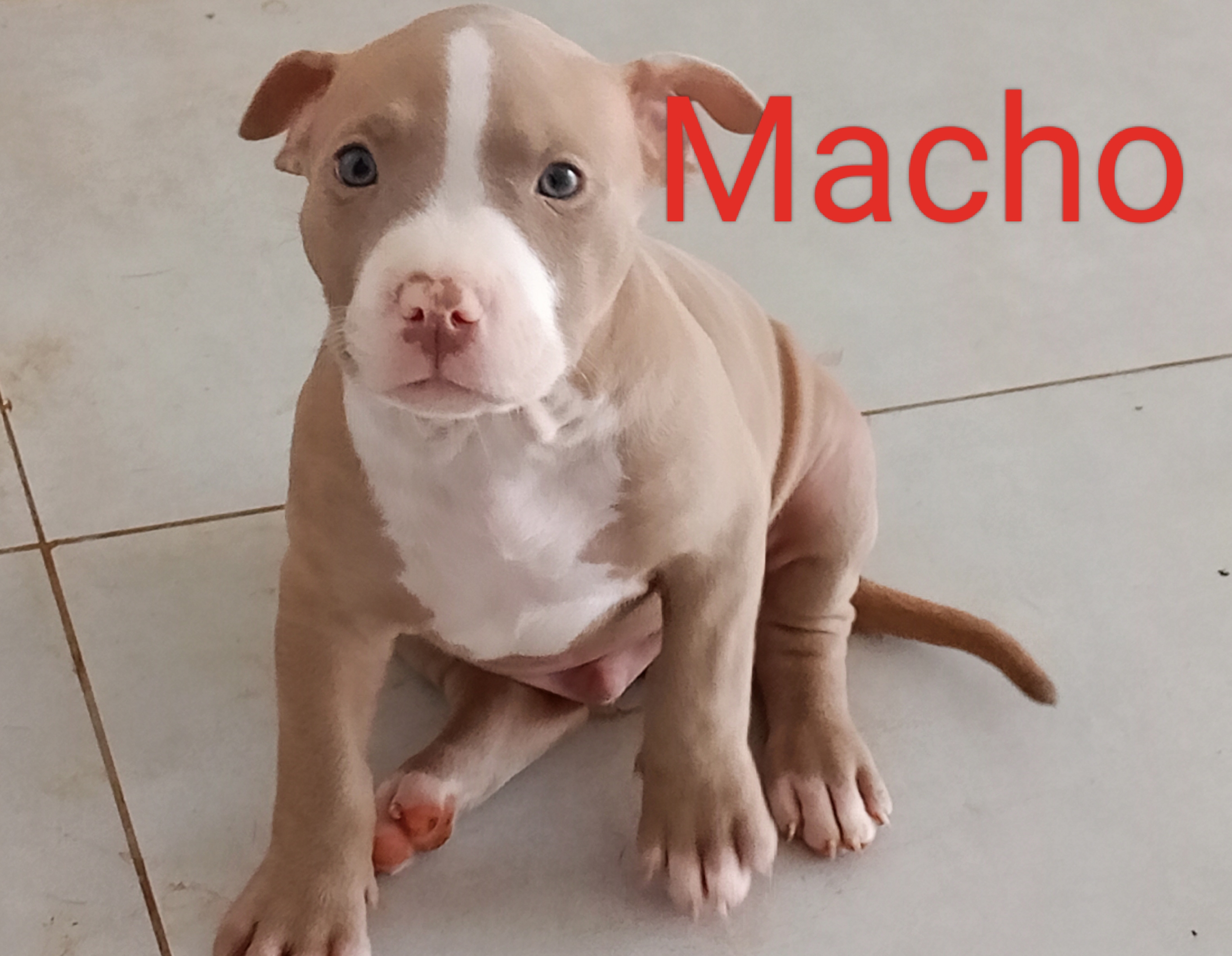 Portal Vendocão Filhote de American Bully com AMSTAFF  Curvelo