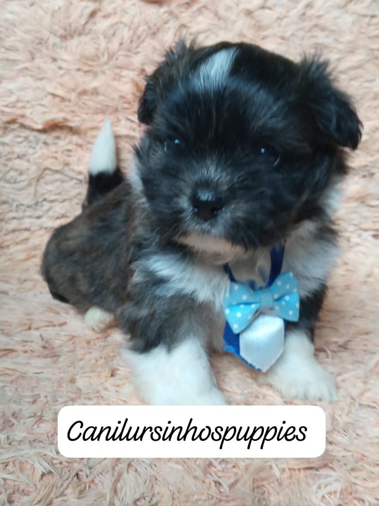 Portal Vendocão lhasa apso lindos bebes disponivel #canilursinhospuppies  araraquara 