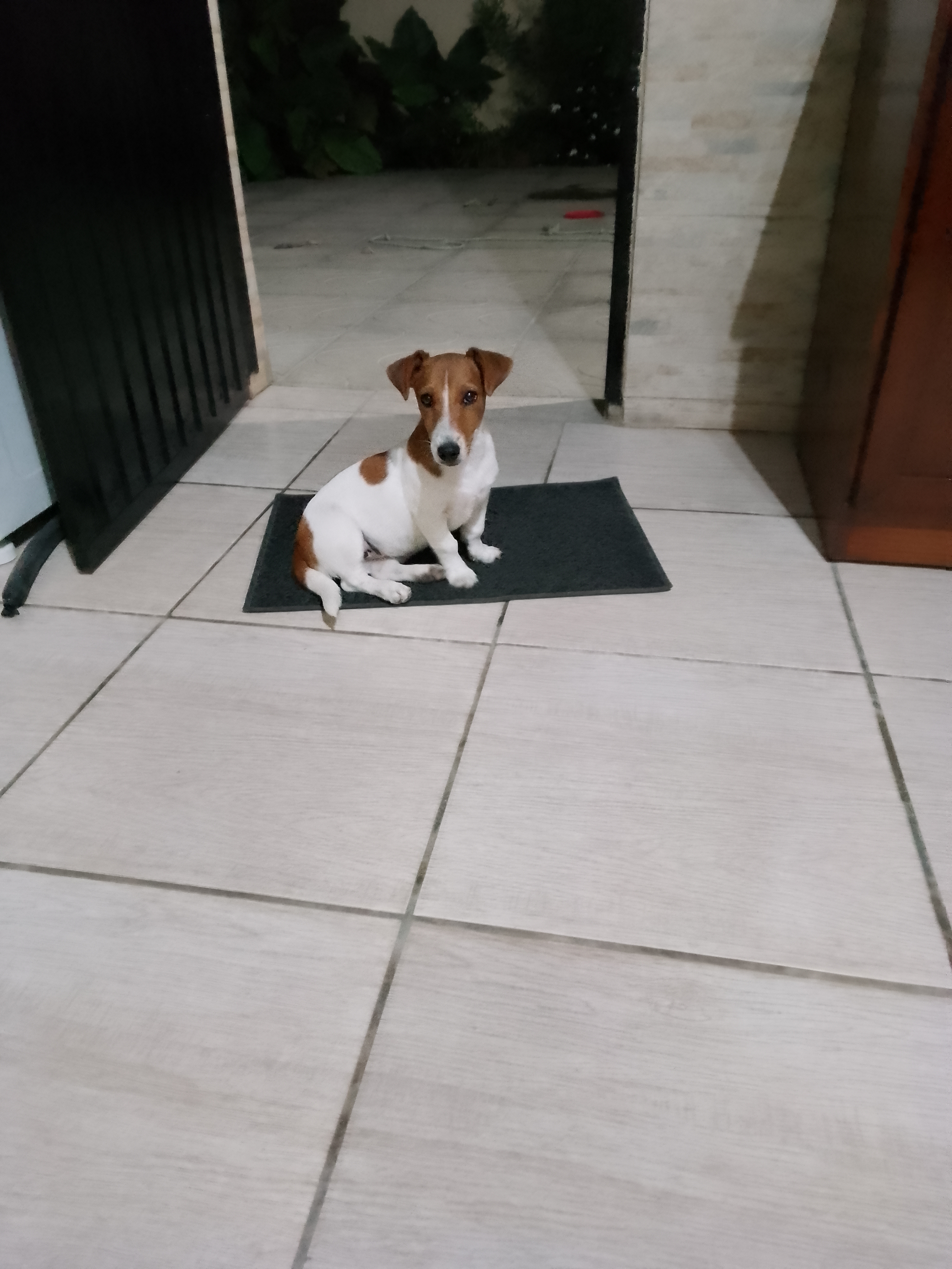 Portal Vendocão Jack Russhel fêmea  Guaíba