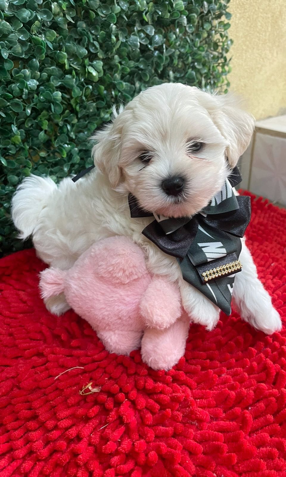 Portal Vendocão Filhotes de maltês a pronta entrega  Campinas