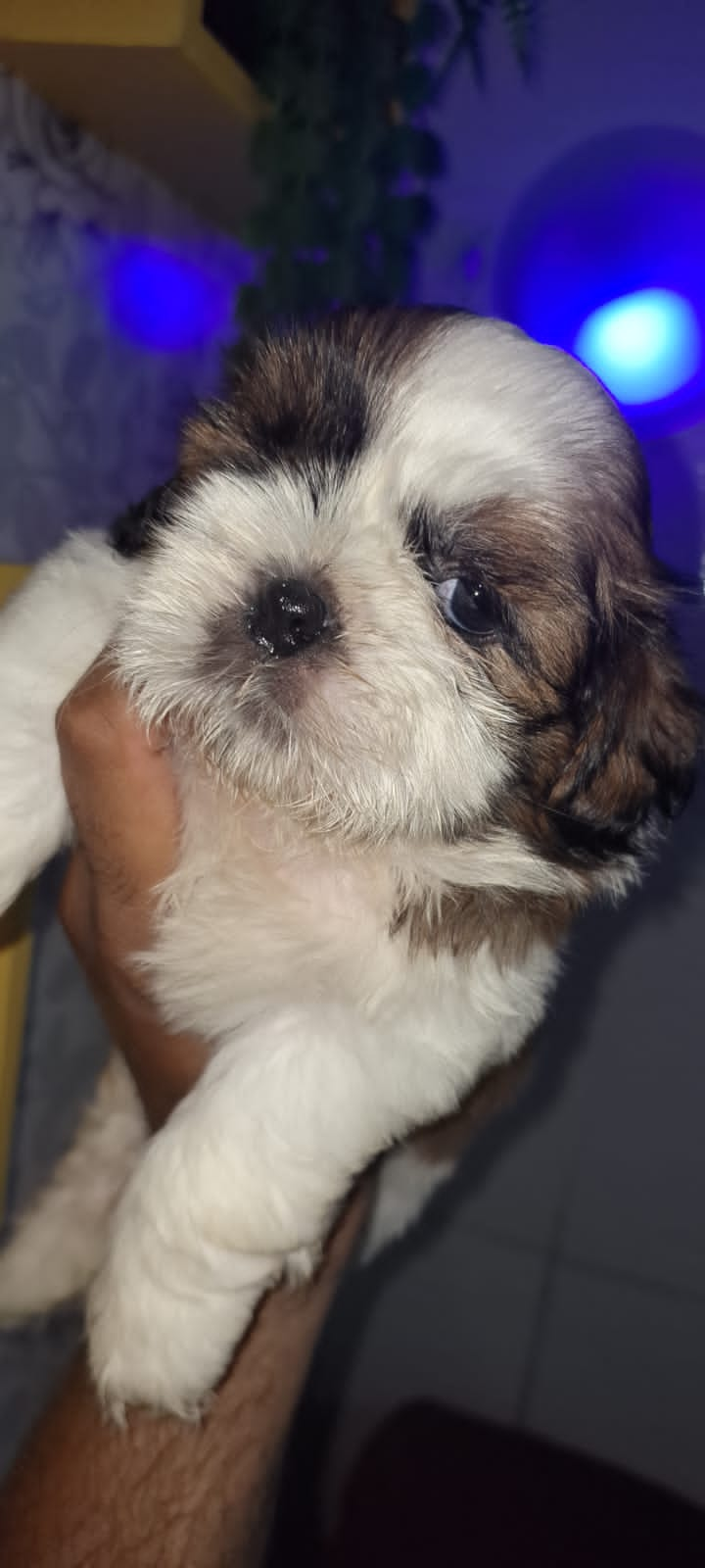 Portal Vendocão Vendo Shih Tzu  Salvador