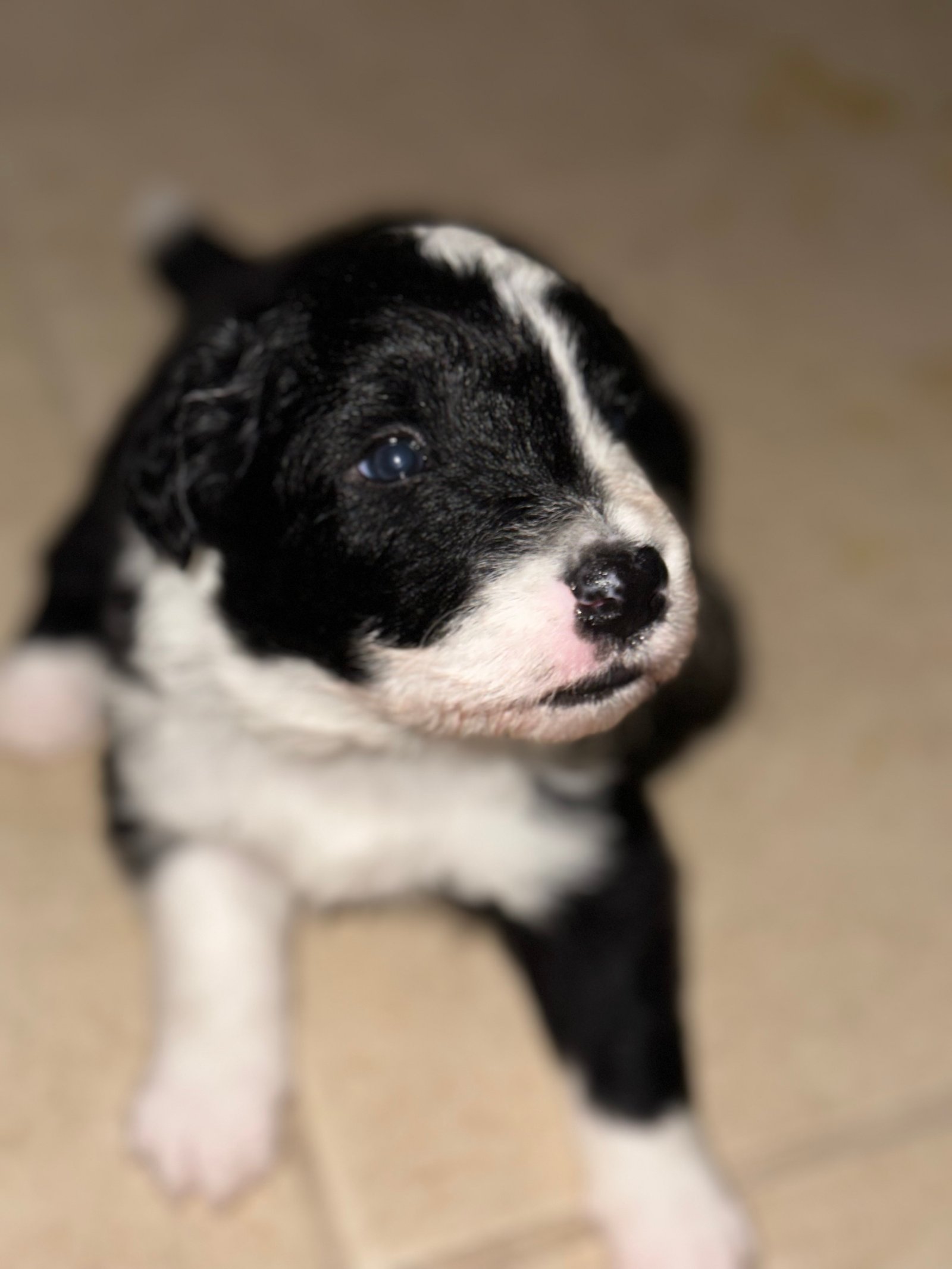 Filhotes de Boder collie  - Foto 1