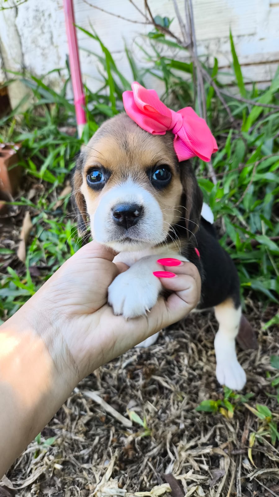 Portal Vendocão Beagles  dourados 