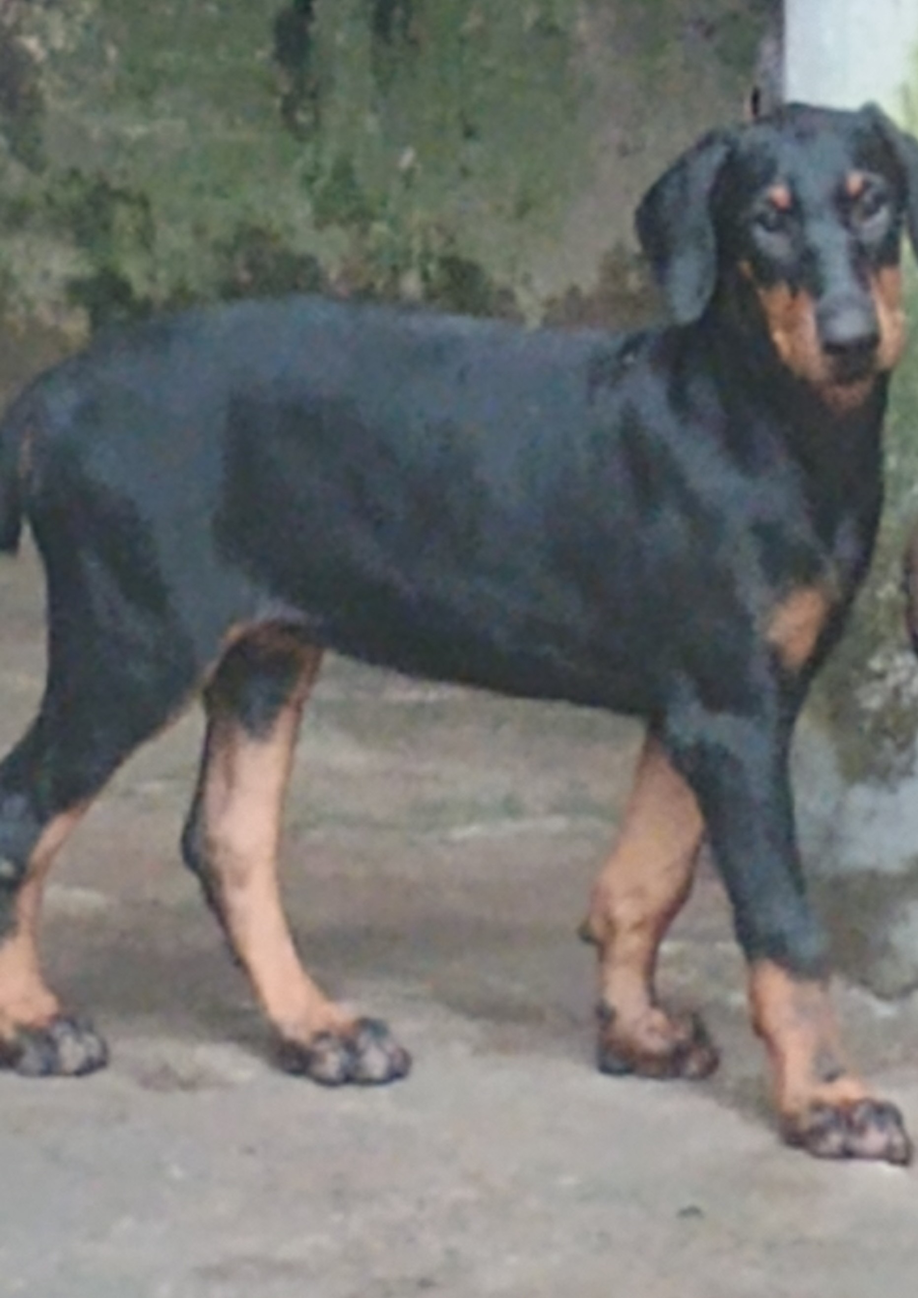 Portal Vendocão Vendo filhote de Dobermann  Simões Filho 