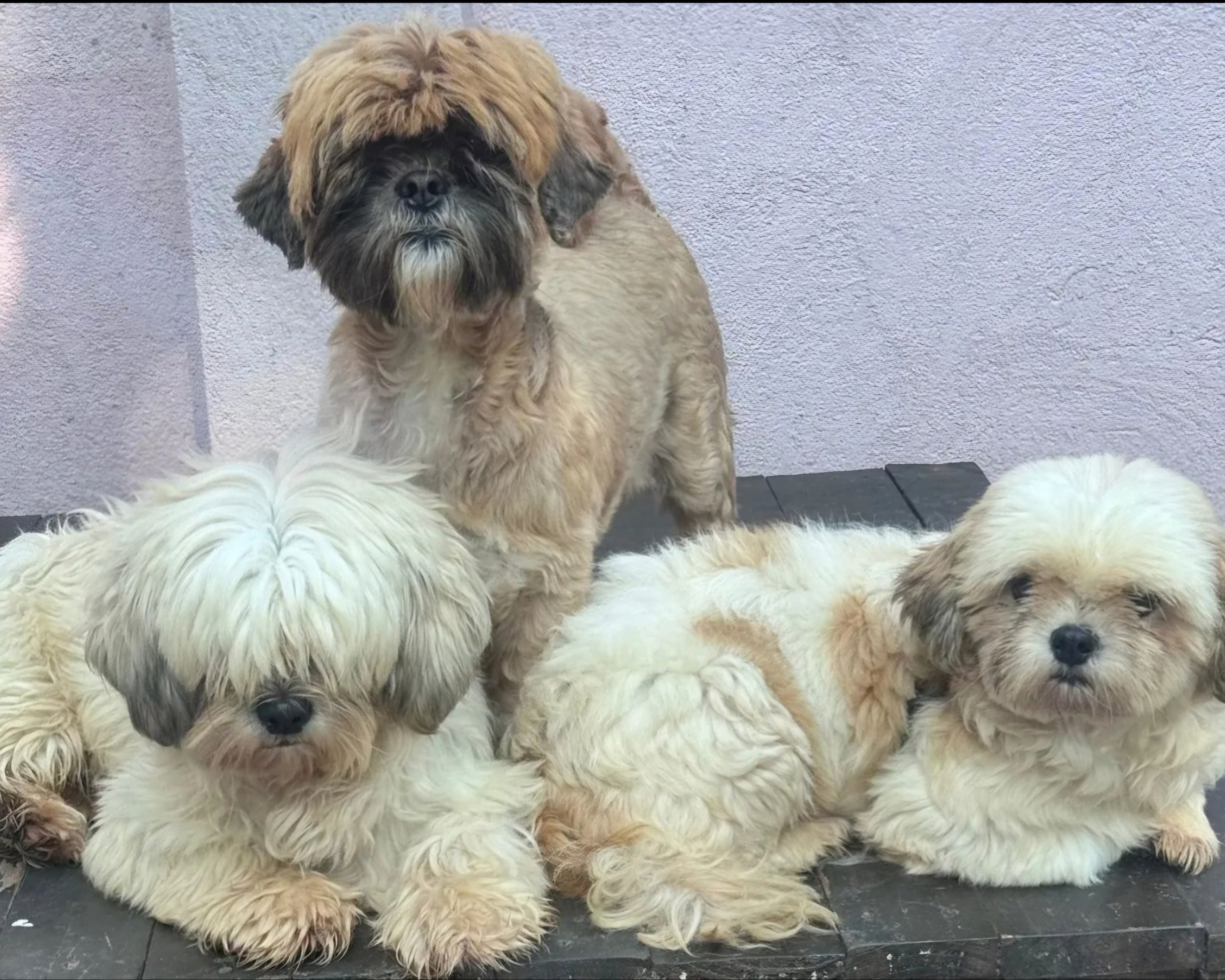 Portal Vendocão Lindos Filhotes de Lhasa Apaso São Paulo