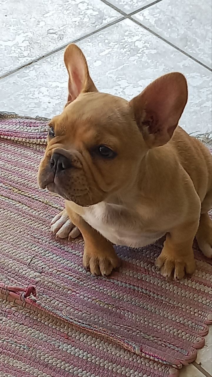 Portal Vendocão Vendo Bulldog Francês filhote de excelente linhagem com 60 dias vermifugado e vacinado. Macho. João Pessoa