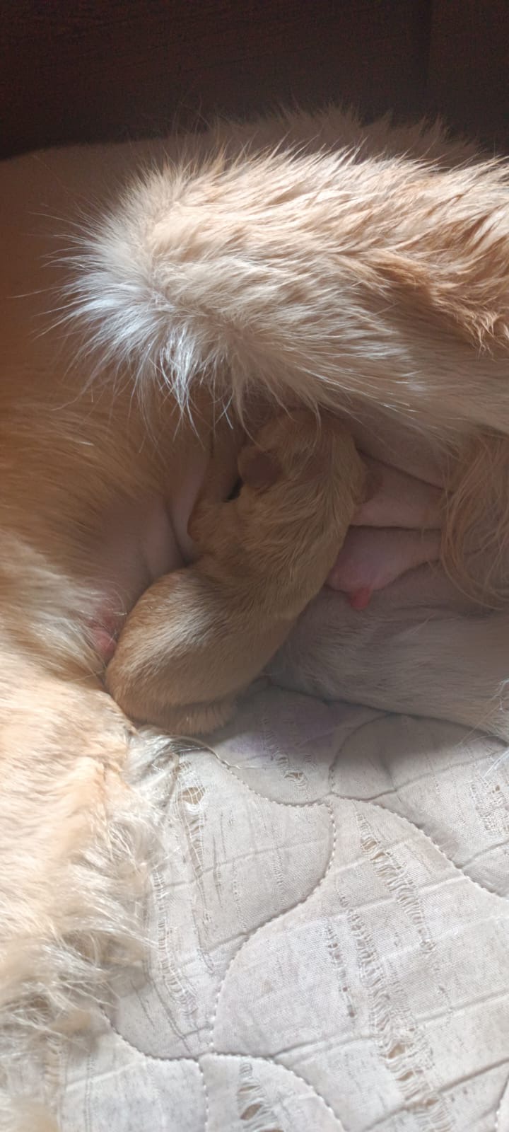 Portal Vendocão Vendo filhote de golden retriver  Goiania 