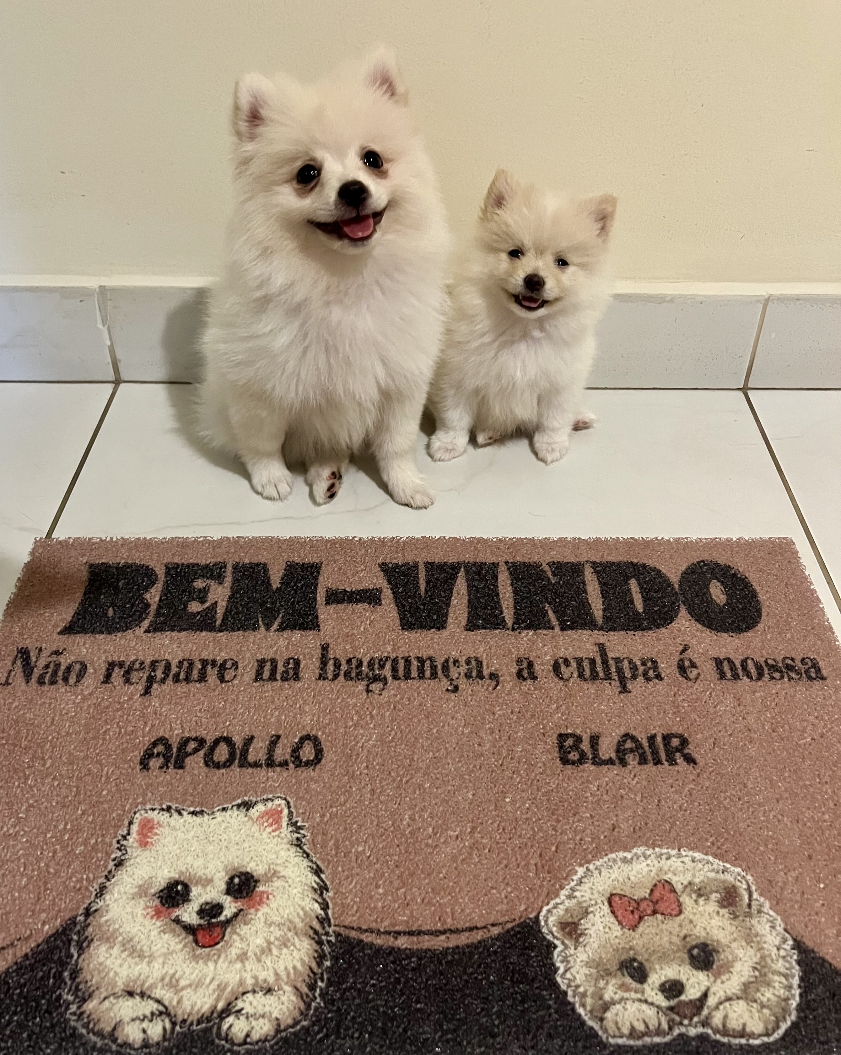 Casal de Spitz alemão  - Foto 2