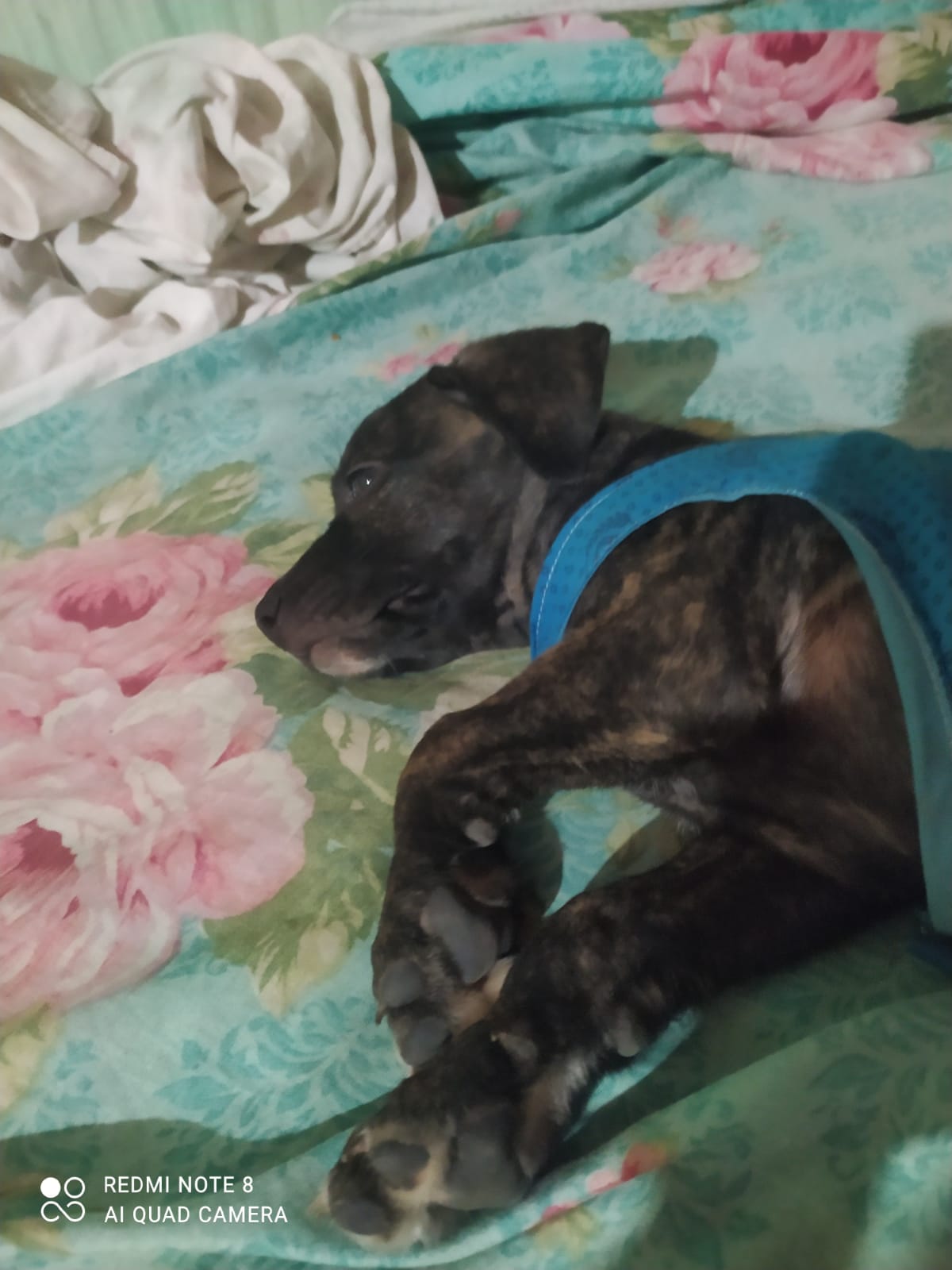 Vendo Pitbull com 49 dias de nascido  - Foto 2