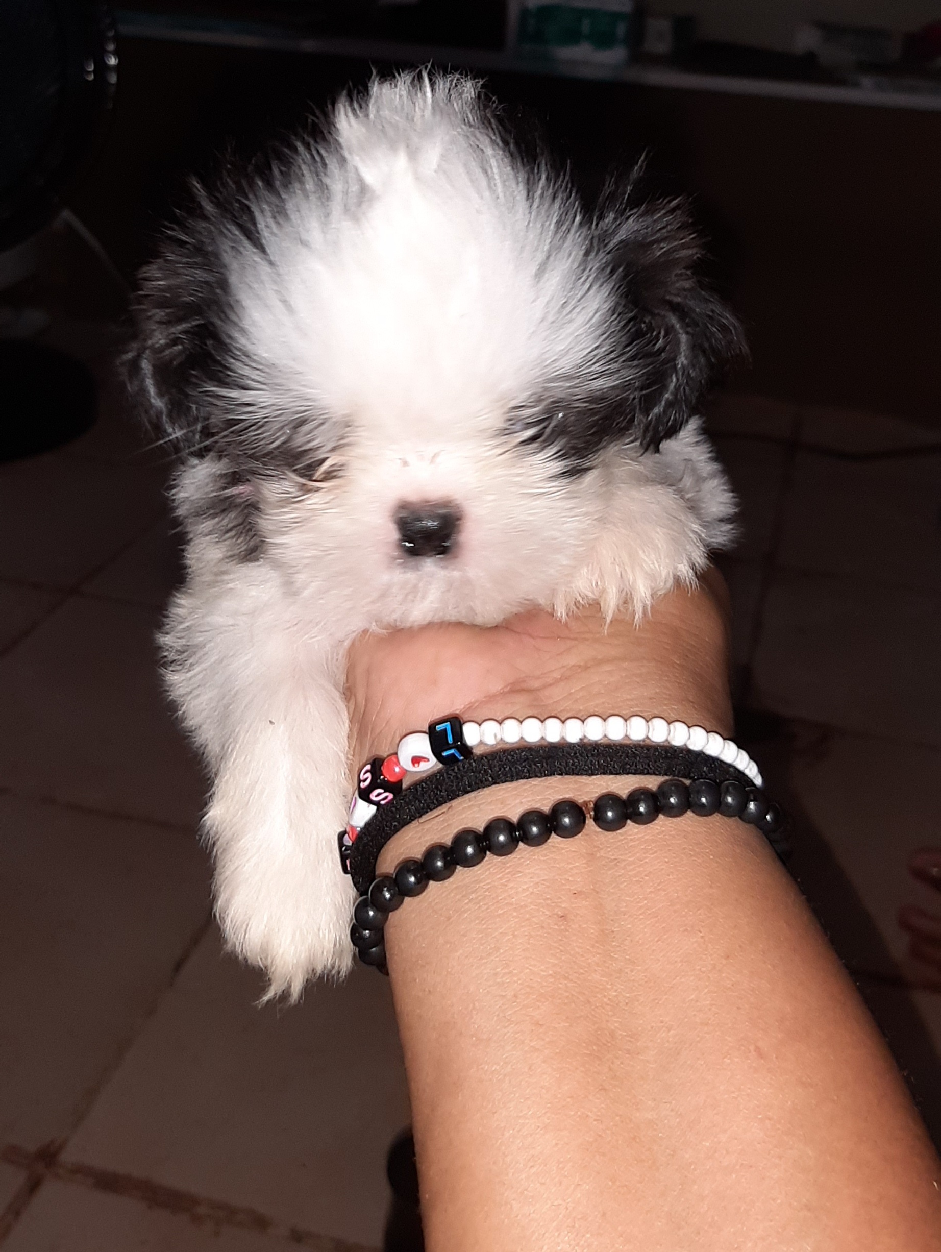 Portal Vendocão Filhotes de Shih-tzu  Brasília