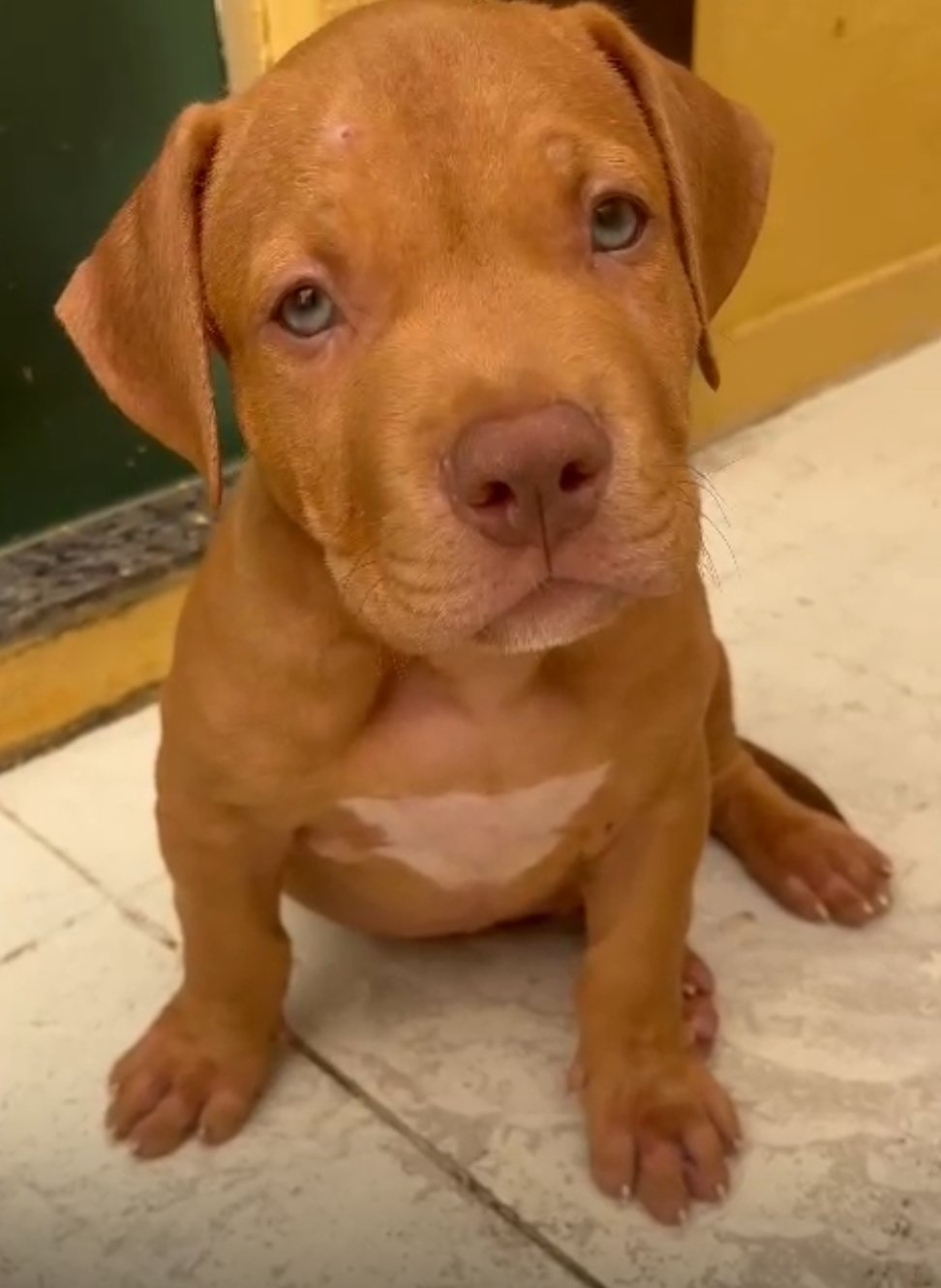 Portal Vendocão Vendo PITMONSTER  Aracaju 