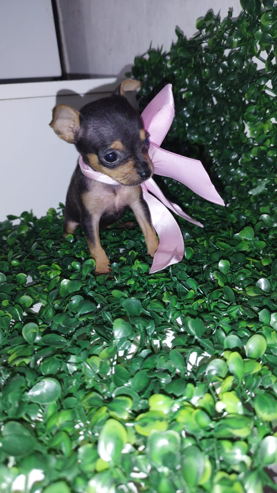 Portal Vendocão Filhotes de pinscher  Maceió 