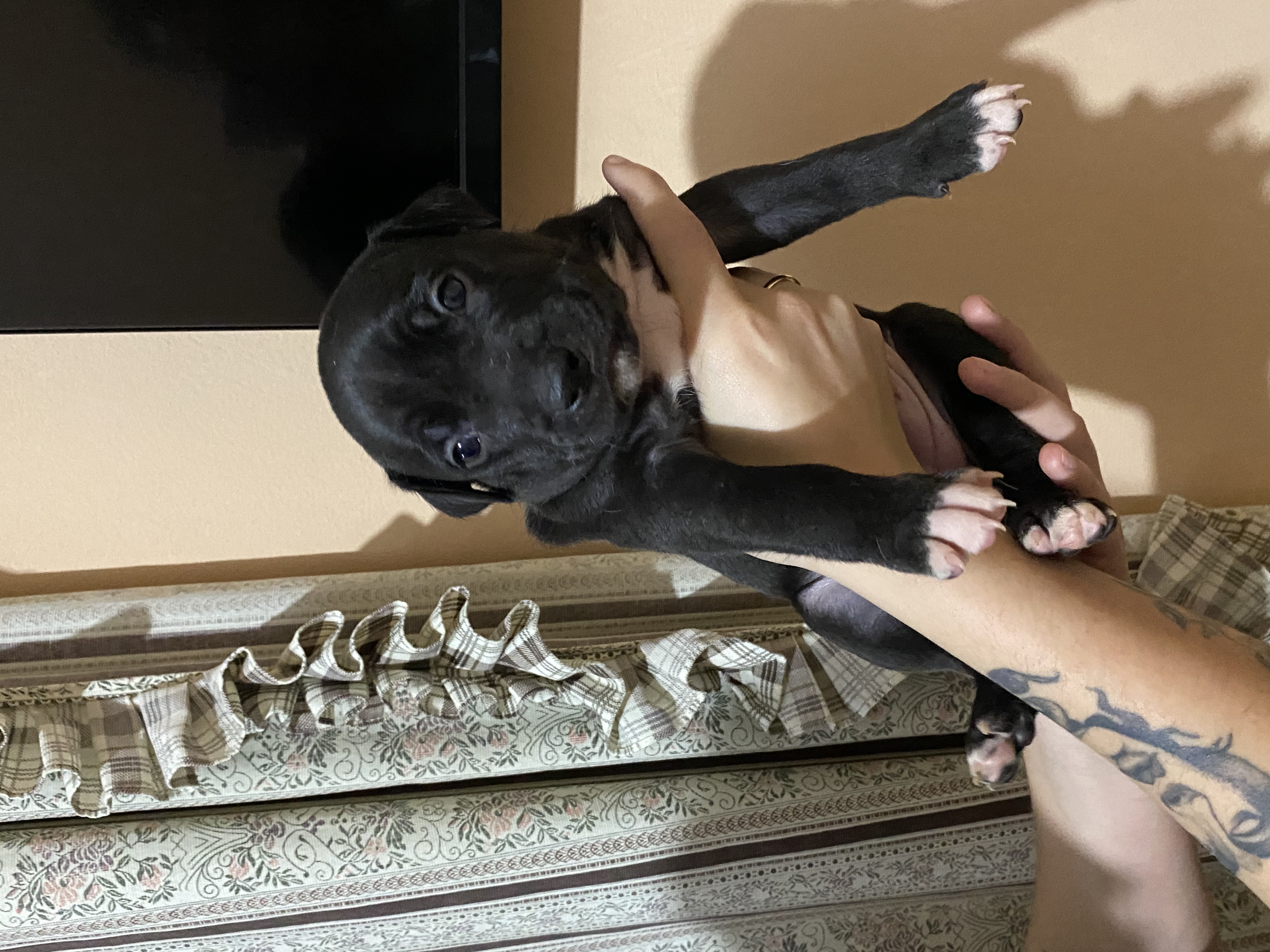 Portal Vendocão Vendo filhote de pit bull  Curitiba 