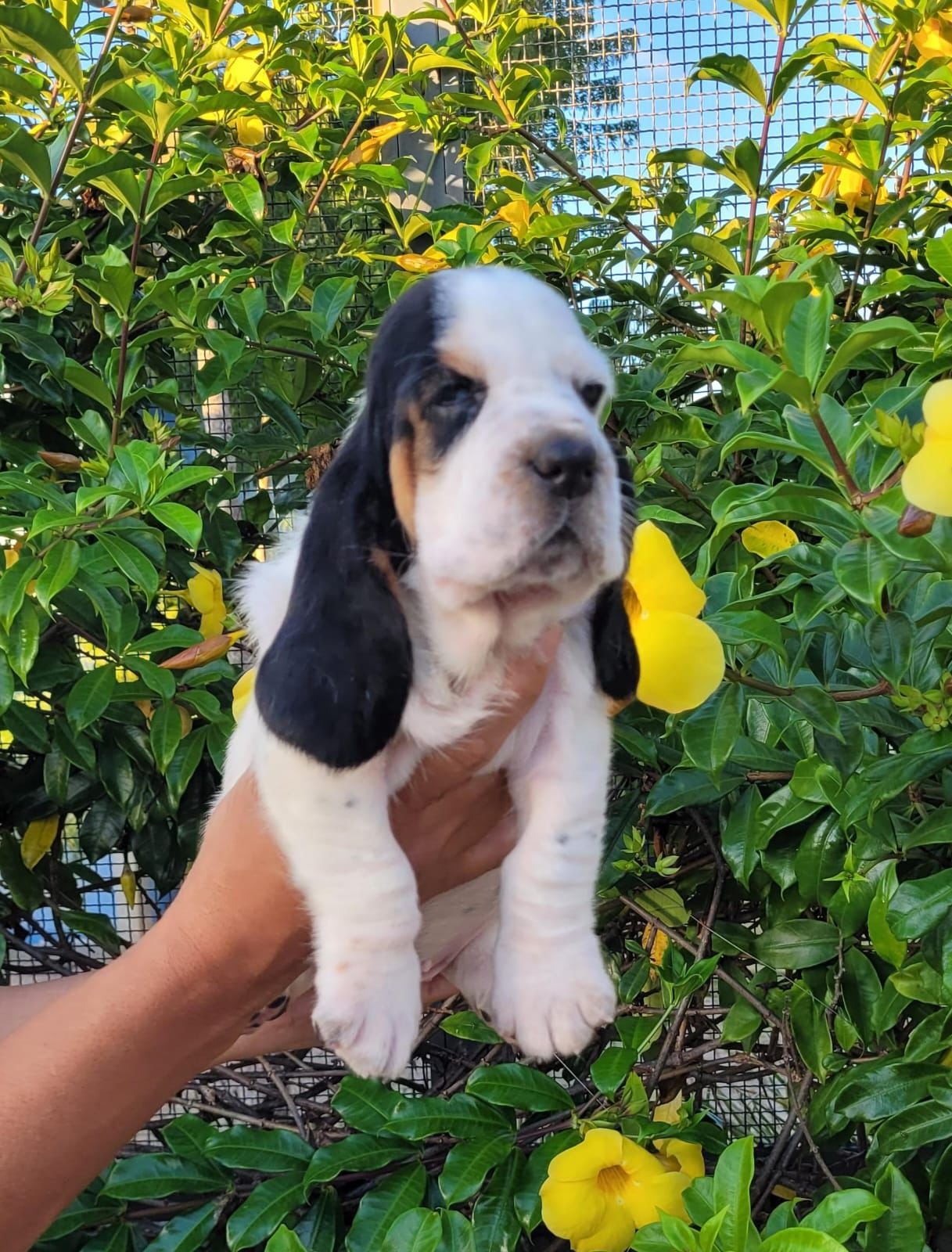 Filhote de Basset Hound - Foto 1