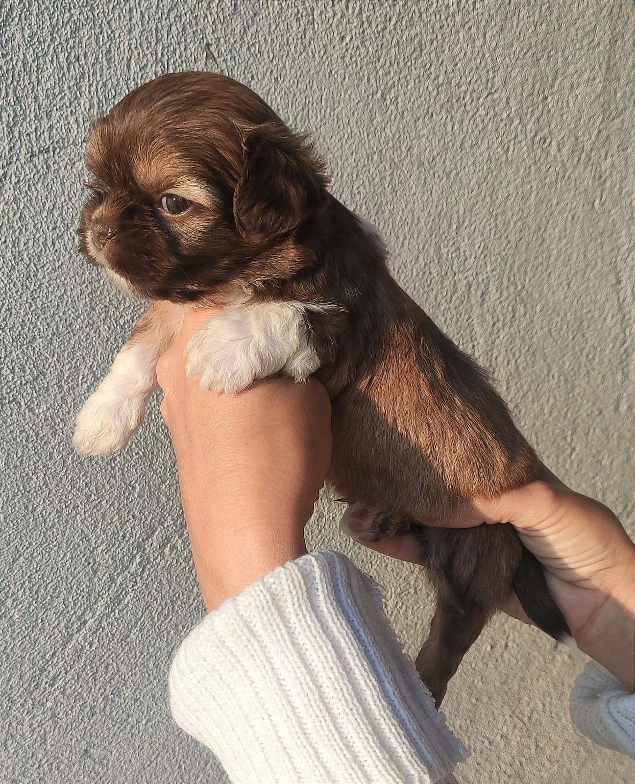 Lindo filhote de Shih tzu  - Foto 1