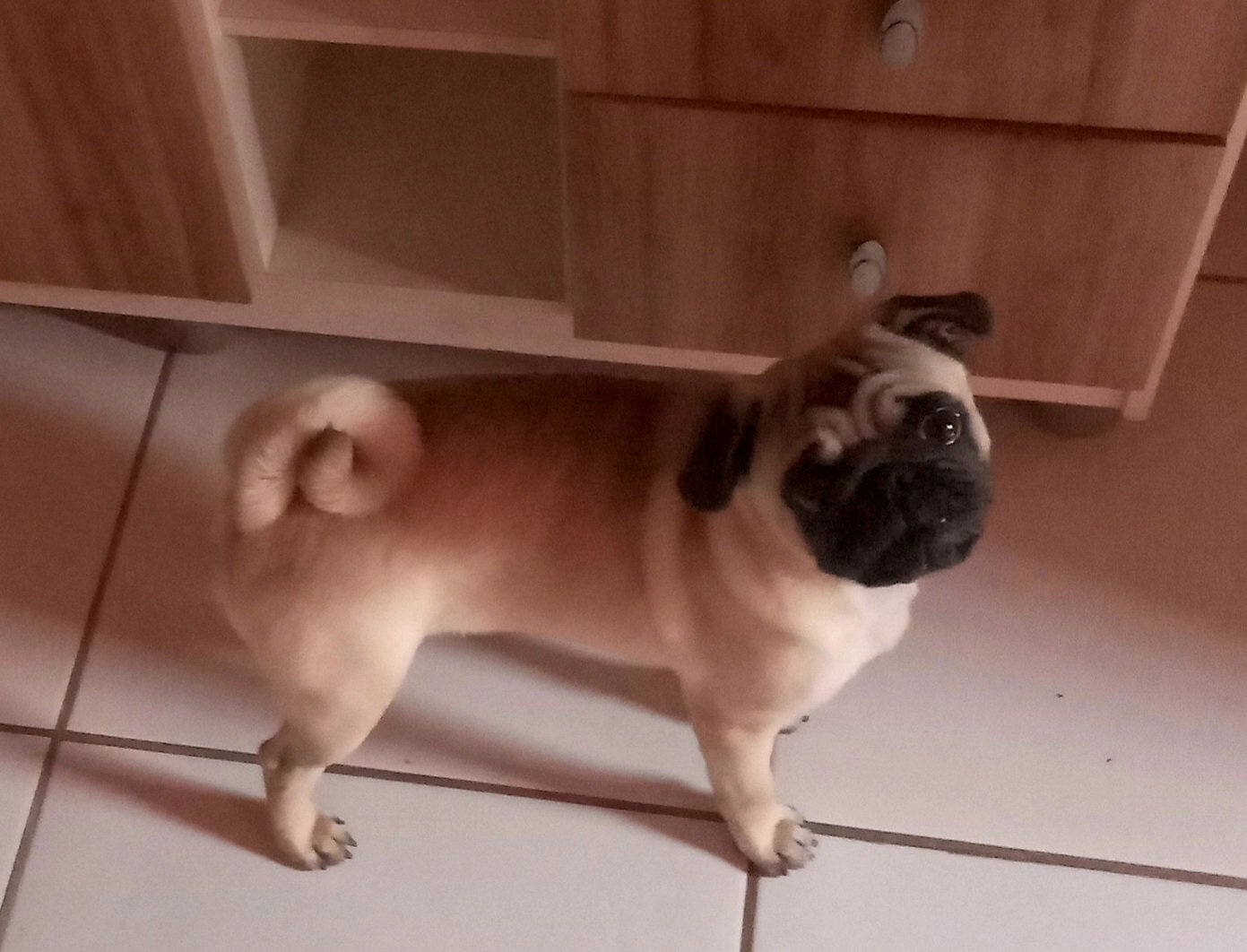 Venda pug