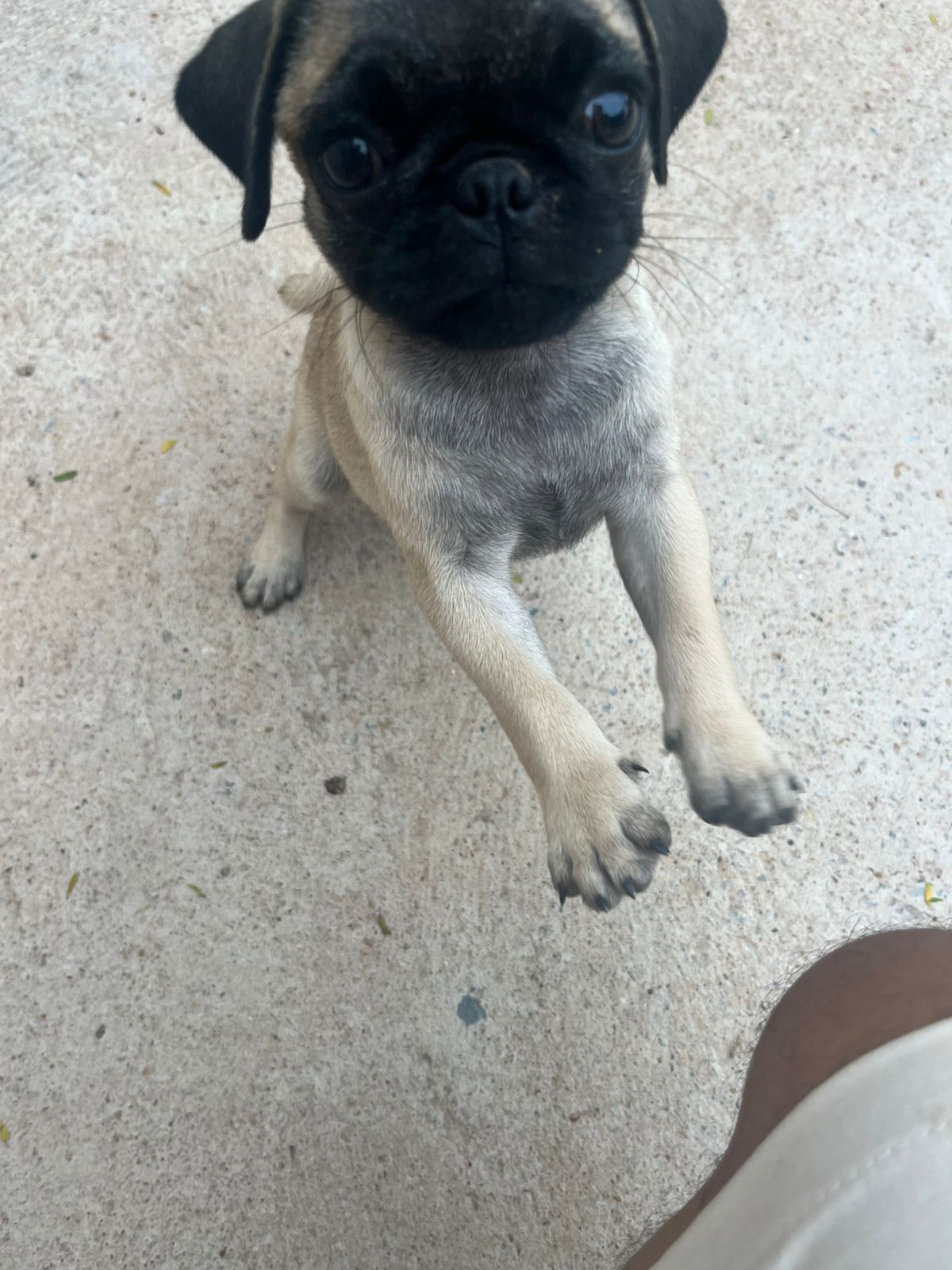 Portal Vendocão PUG FÊMEA  Cuiabá