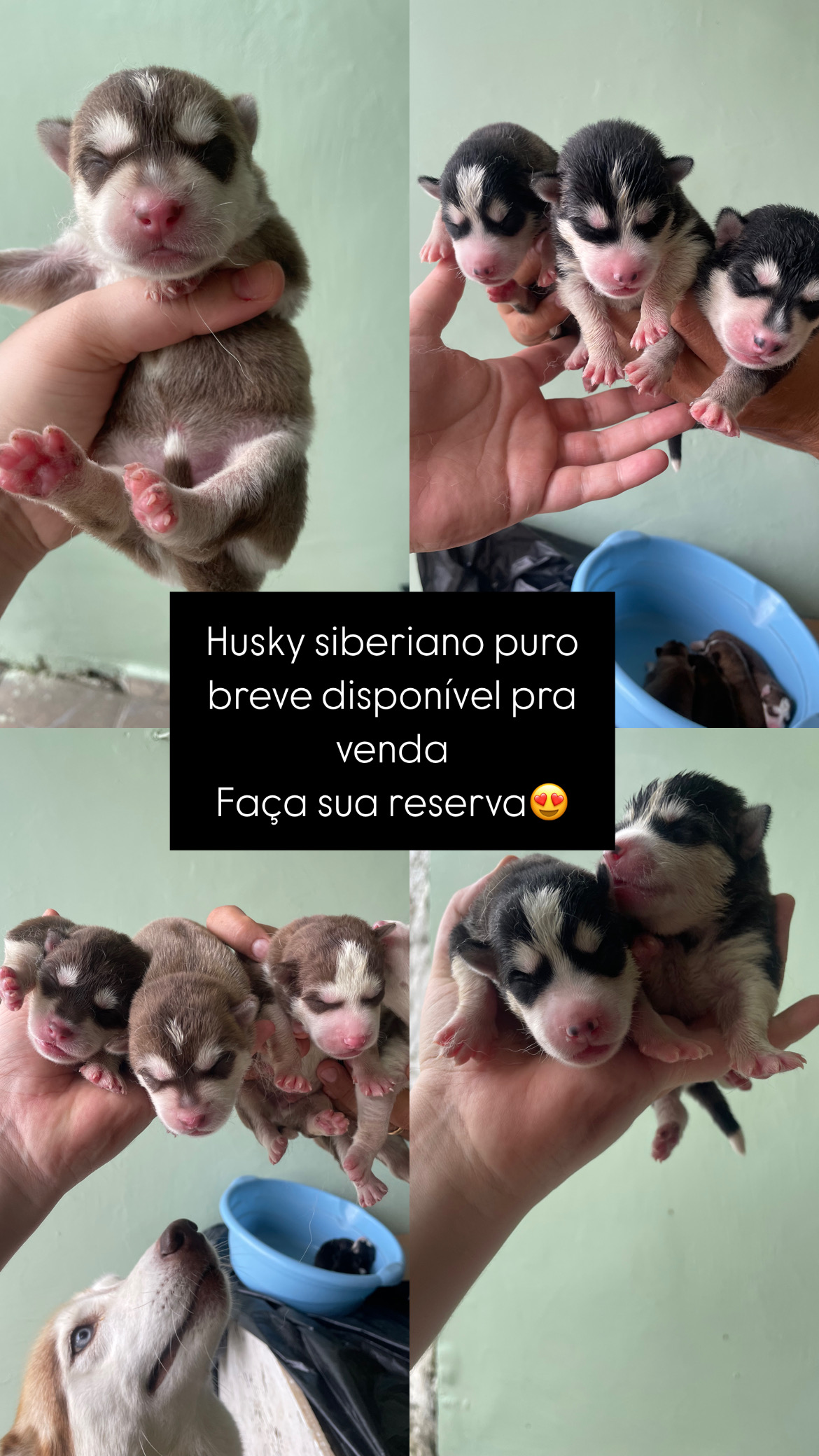 Portal Vendocão Filhote de husky siberiano disponível  Manaus