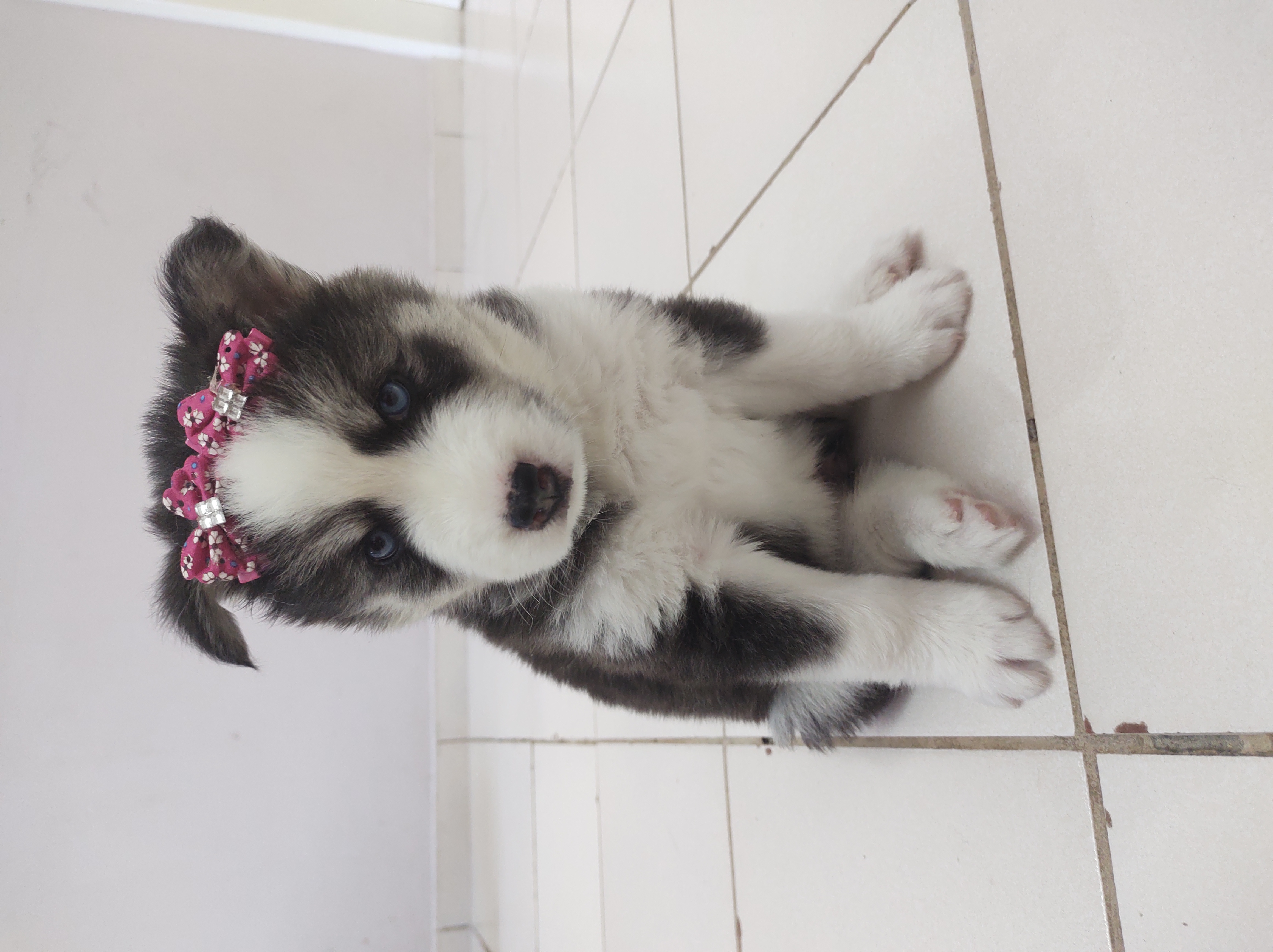 Portal Vendocão Vendo Husky siberiano  Maceió 