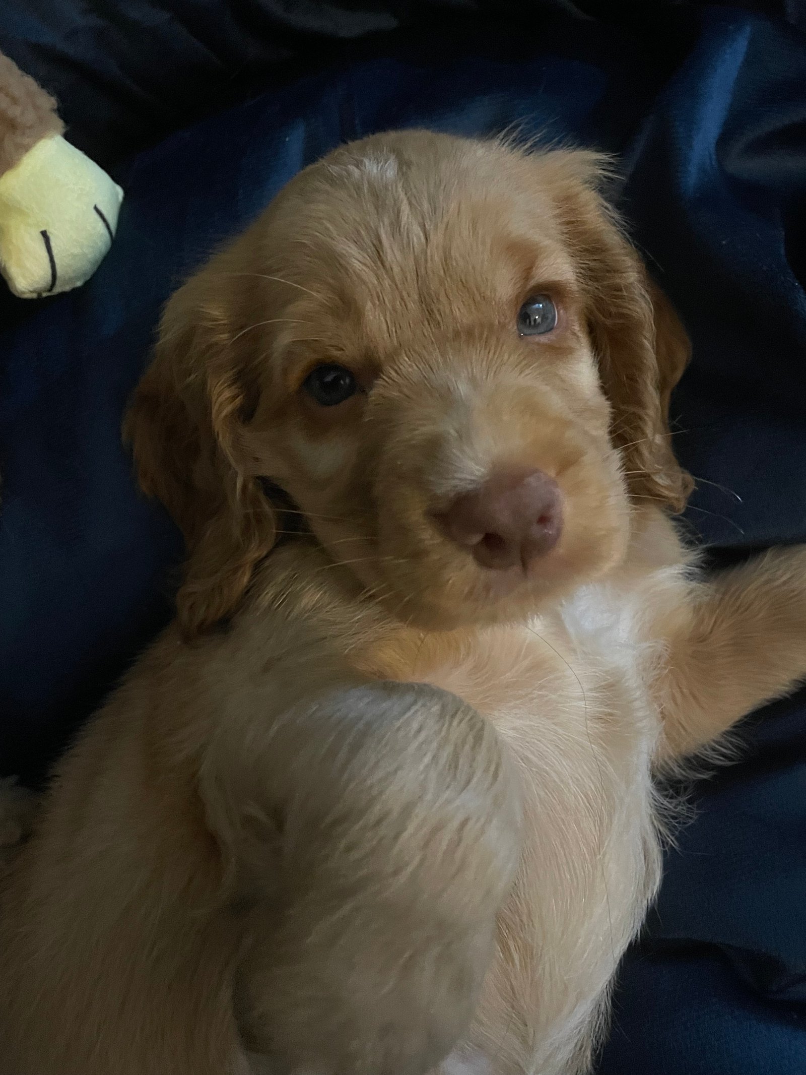 Cocker spaniel - macho - Foto 2