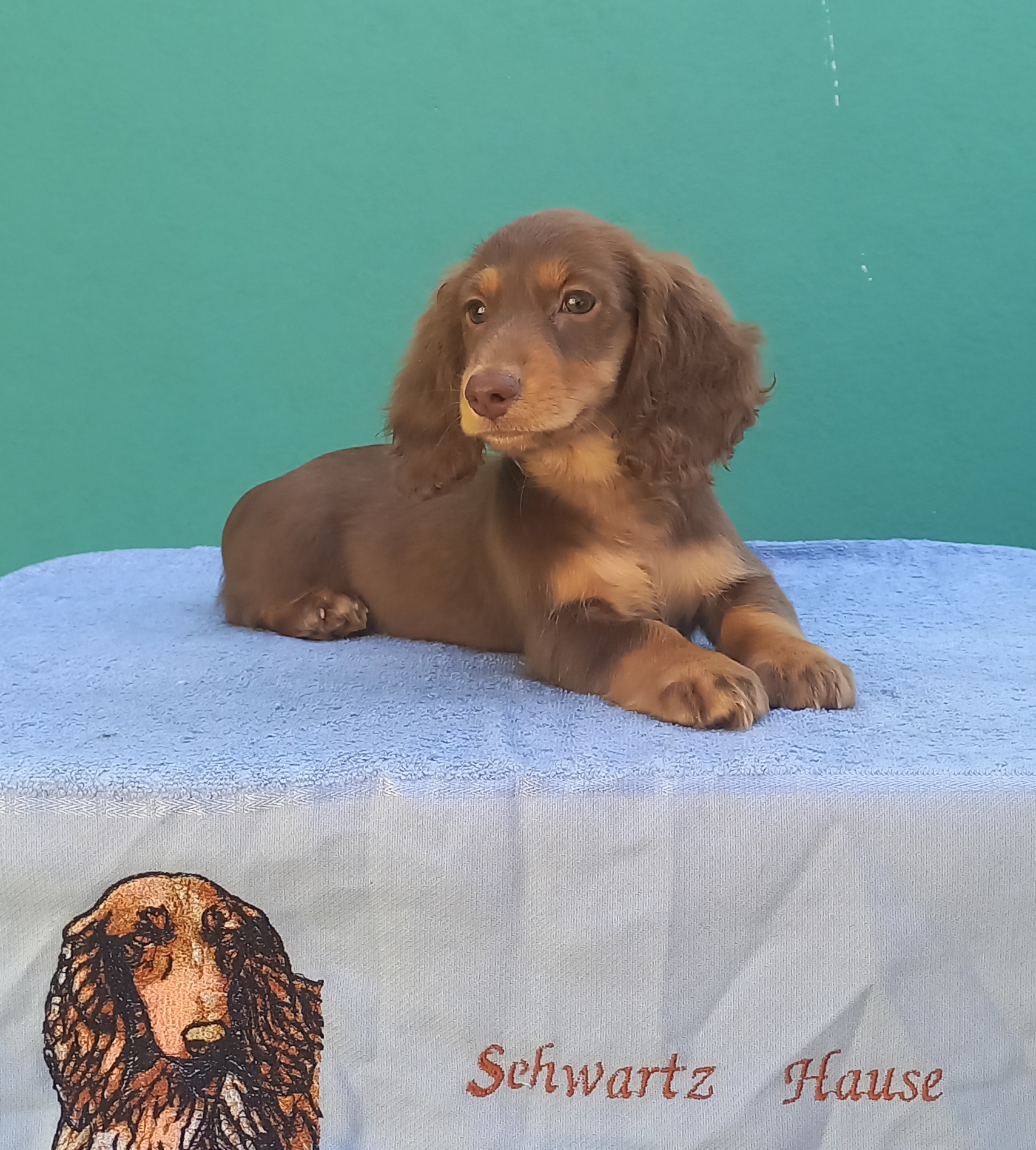 Portal Vendocão Daschund de pêlo 6 Maricá