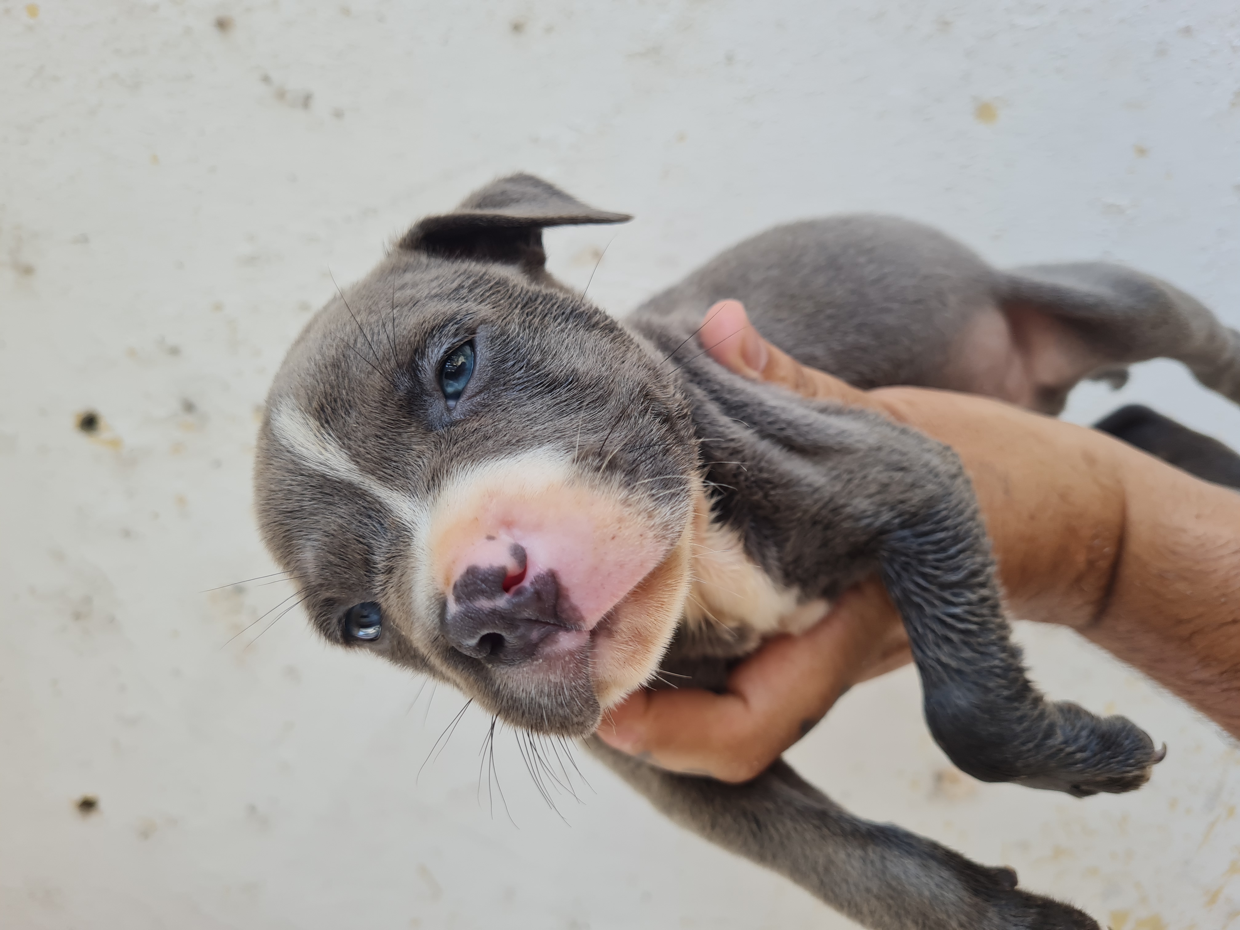 Portal Vendocão Filhotes de american Bully pockts  Mongaguá 