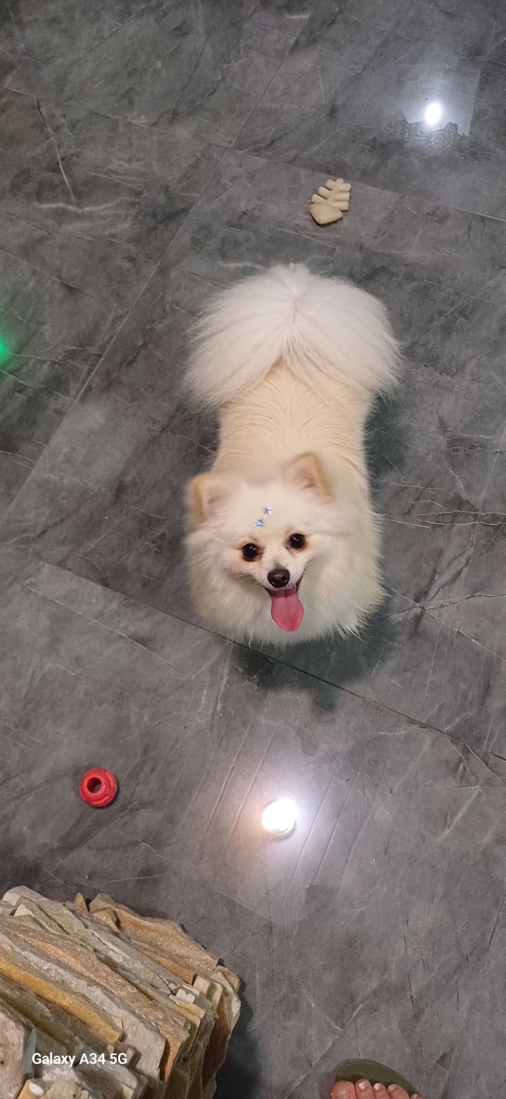 Spitz alemão  - Foto 3