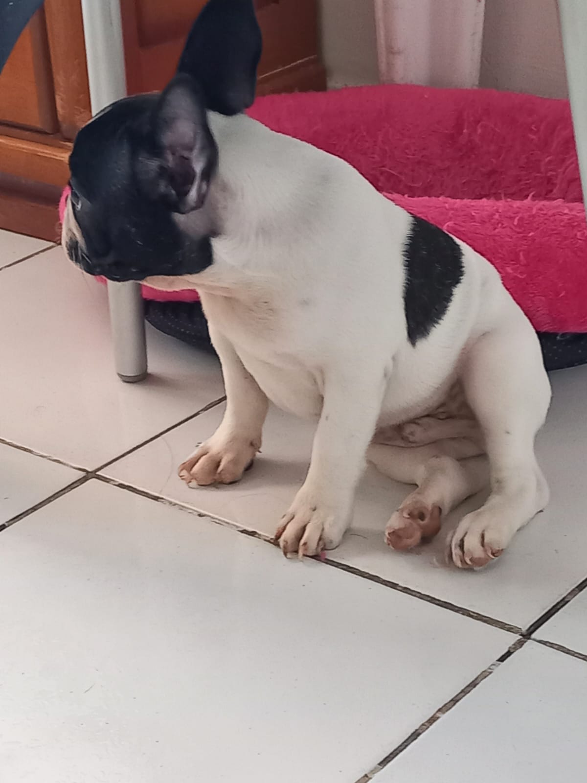 Portal Vendocão Buldog Frances com Pedigree João Pessoa
