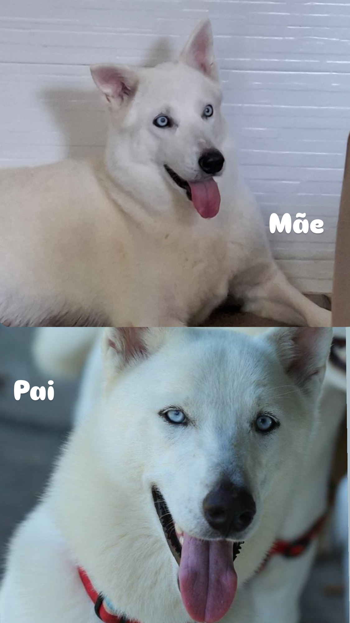 Husky siberiano  - Foto 2