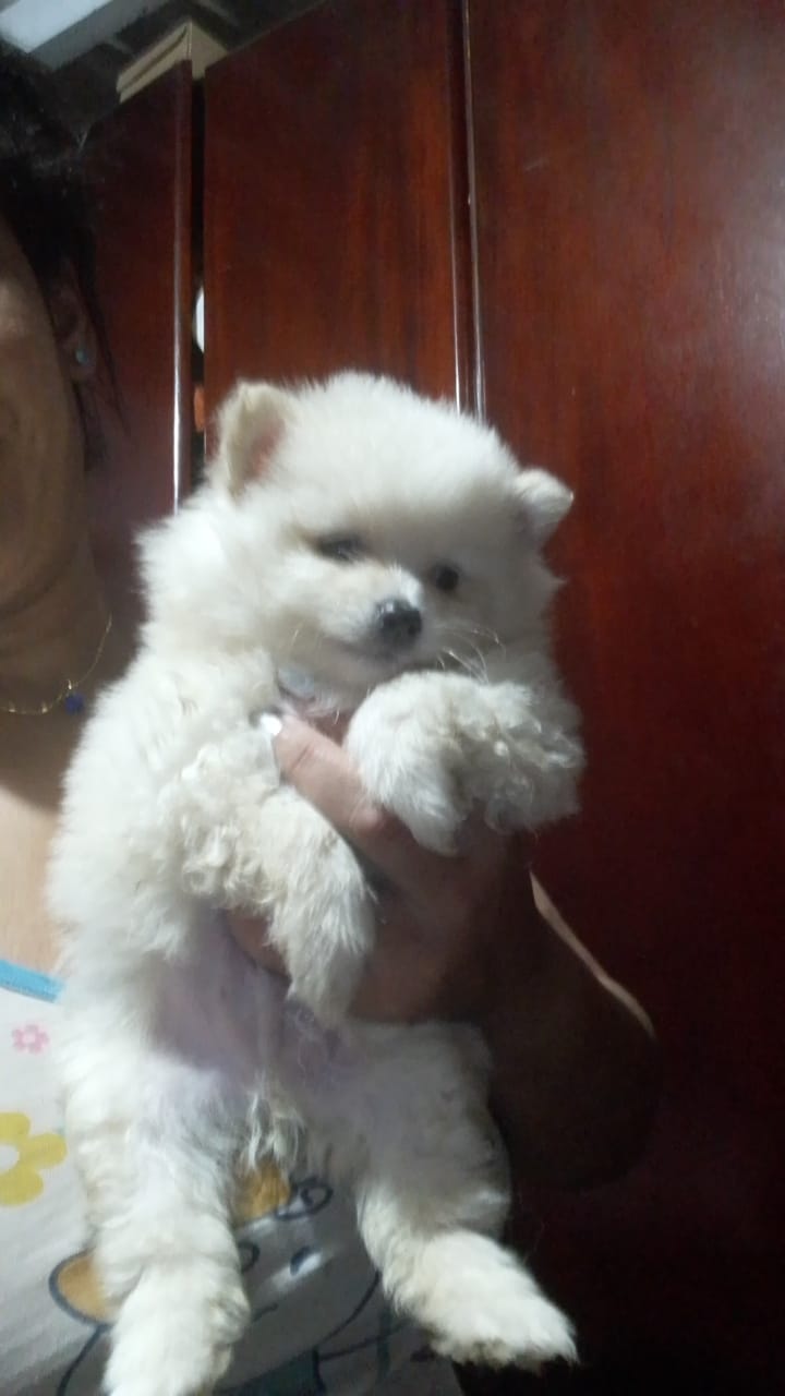 Portal Vendocão Spitz Alemão Branco Neve Macho  São Bernardo do Campo