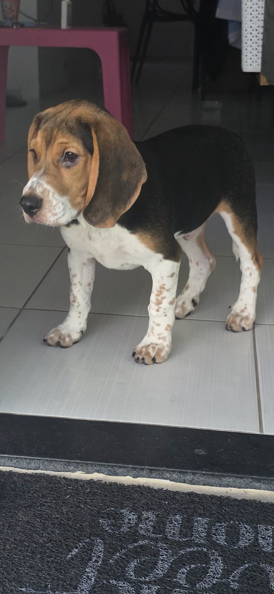 Portal Vendocão filhote de BEAGLE puro Maceió 