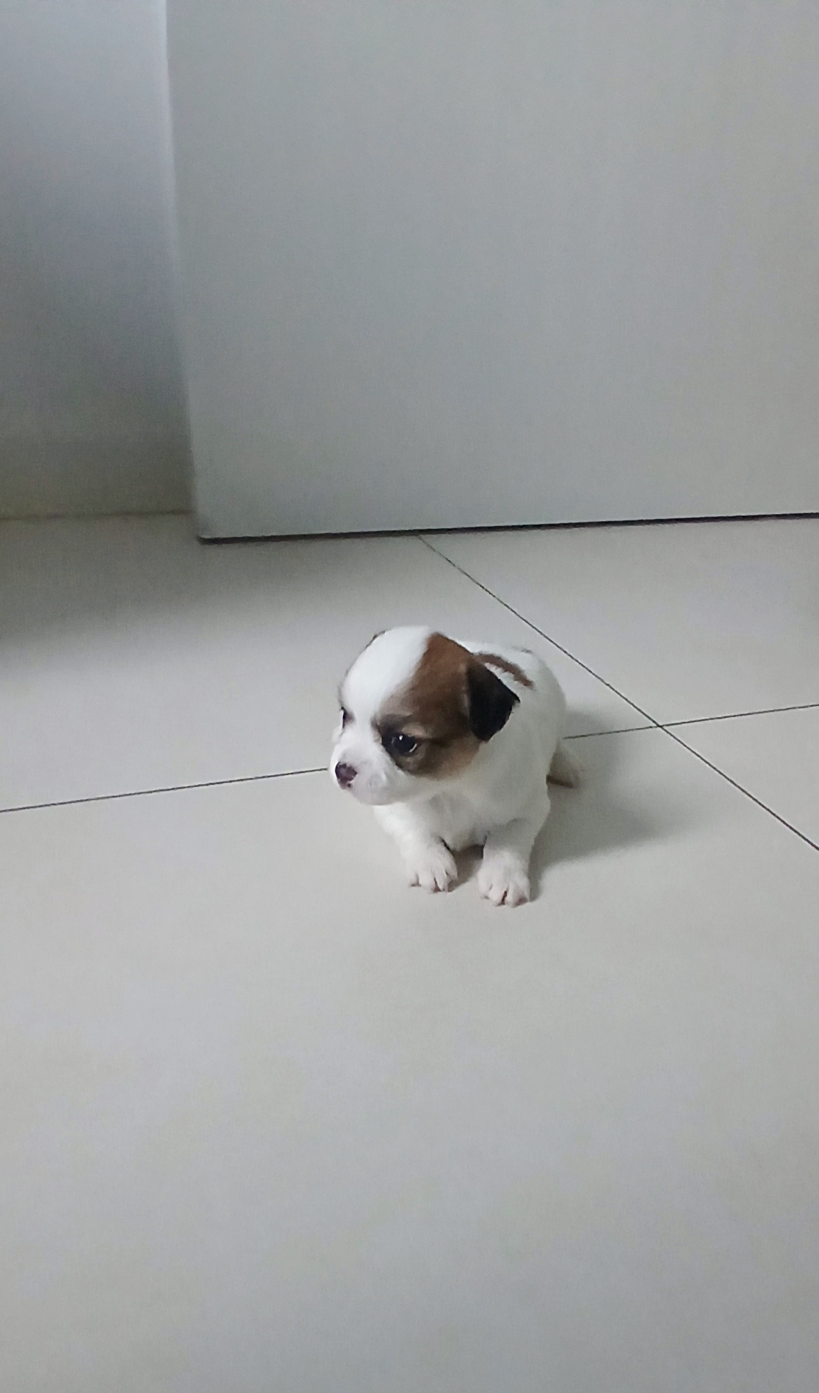Portal Vendocão Chihuahua pêlo longo  Blumenau 