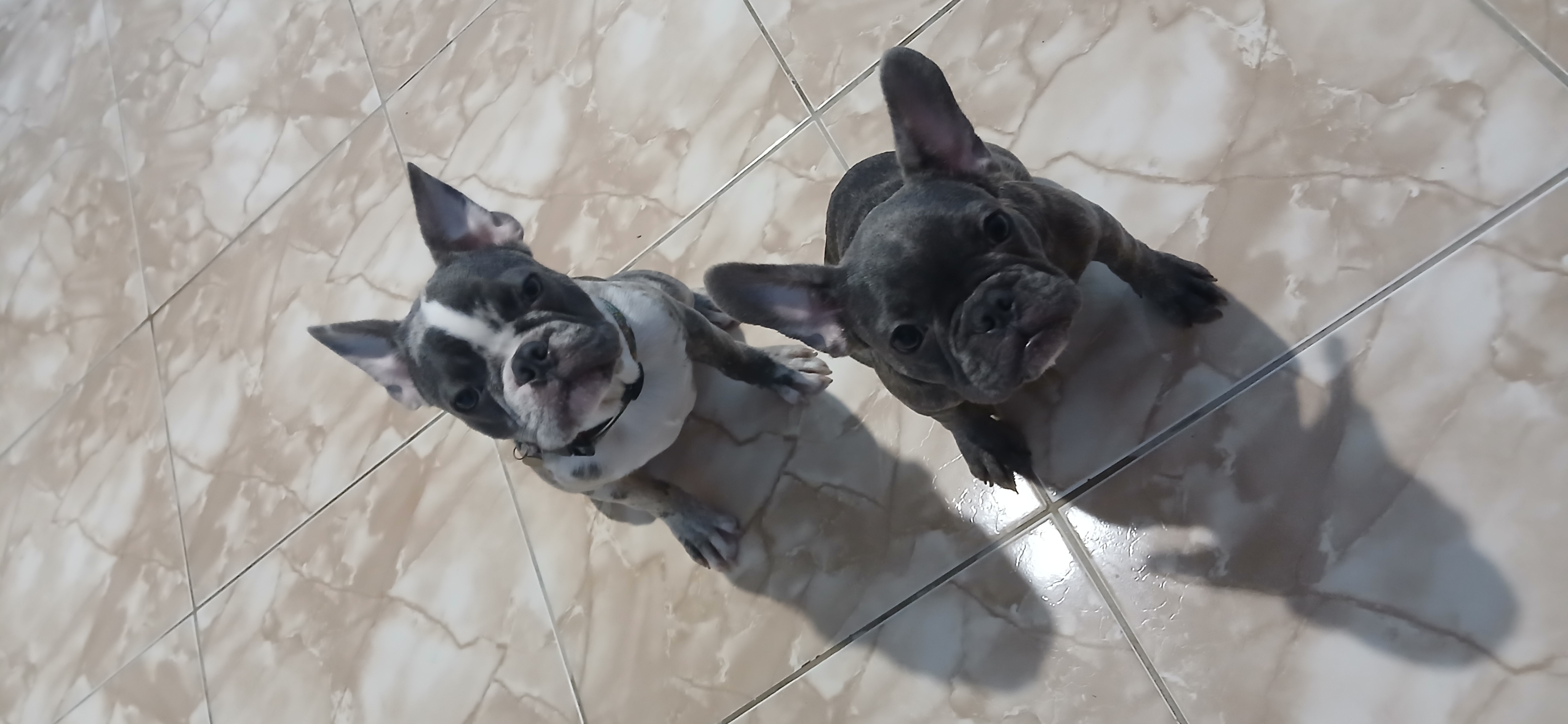 Portal Vendocão Cachorro buldogue francês  Salvador