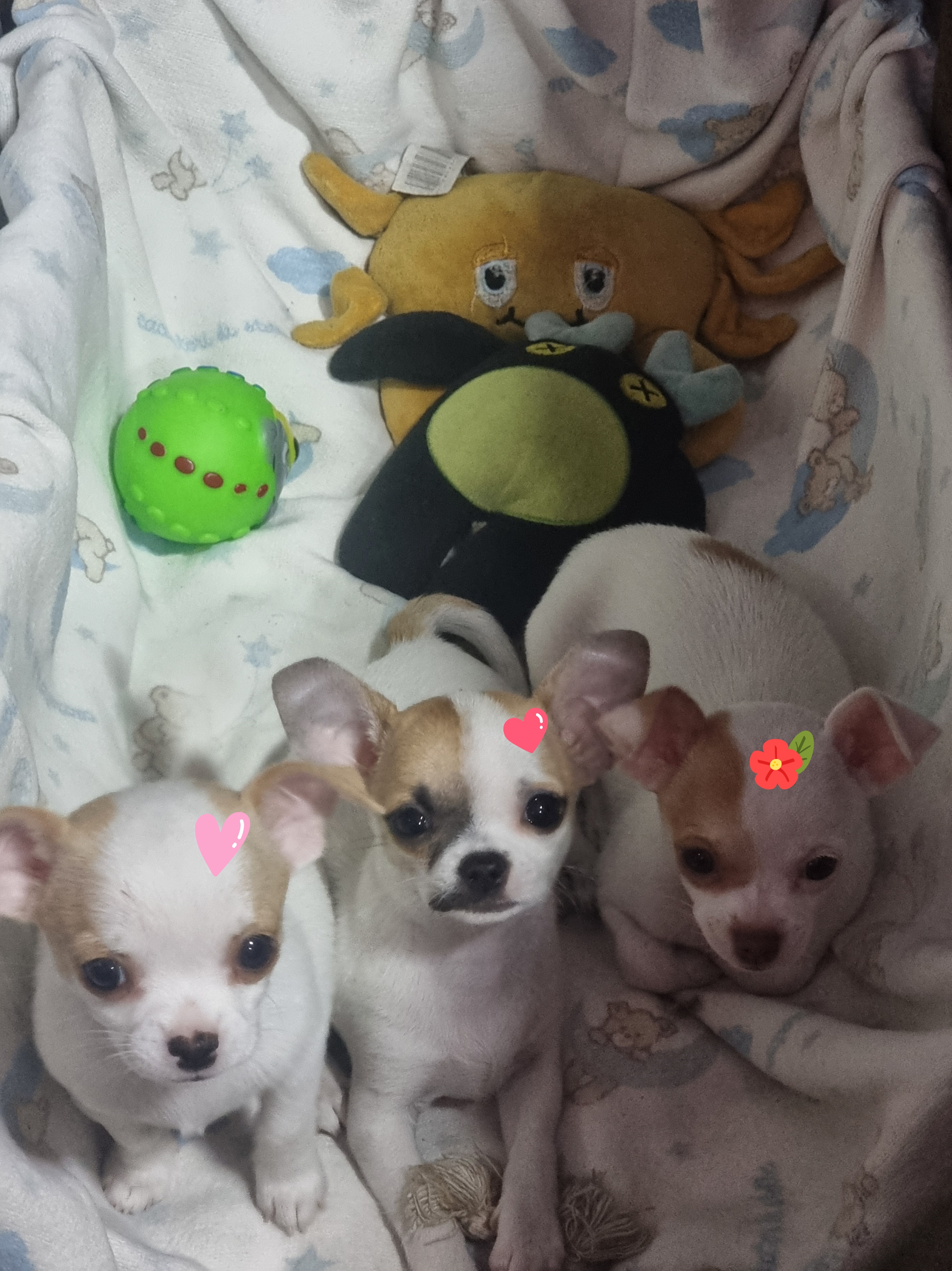 Portal Vendocão Filhotinhas de chihuahua  Duque de Caxias 
