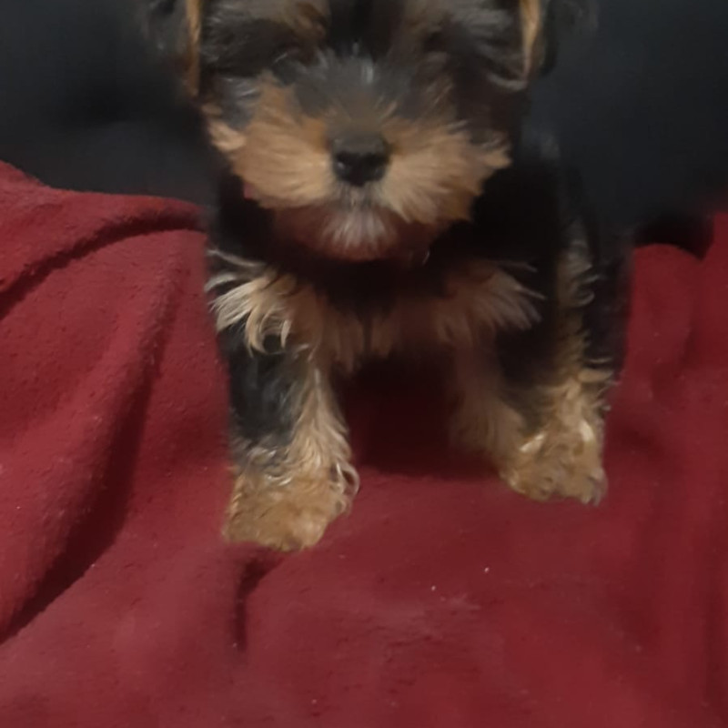 Filhote yorkshire terrier femea - Foto 3