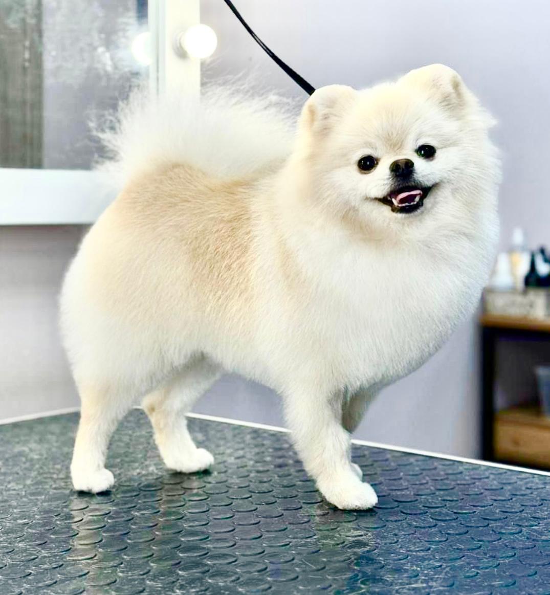 Portal Vendocão Vendo filhotes de lulu a Pomerânia  Cuiabá 