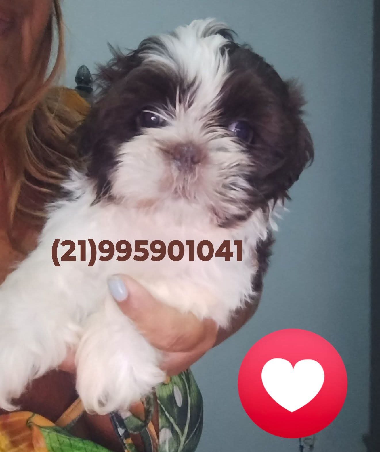 Shih Tzu machos  - Foto 1