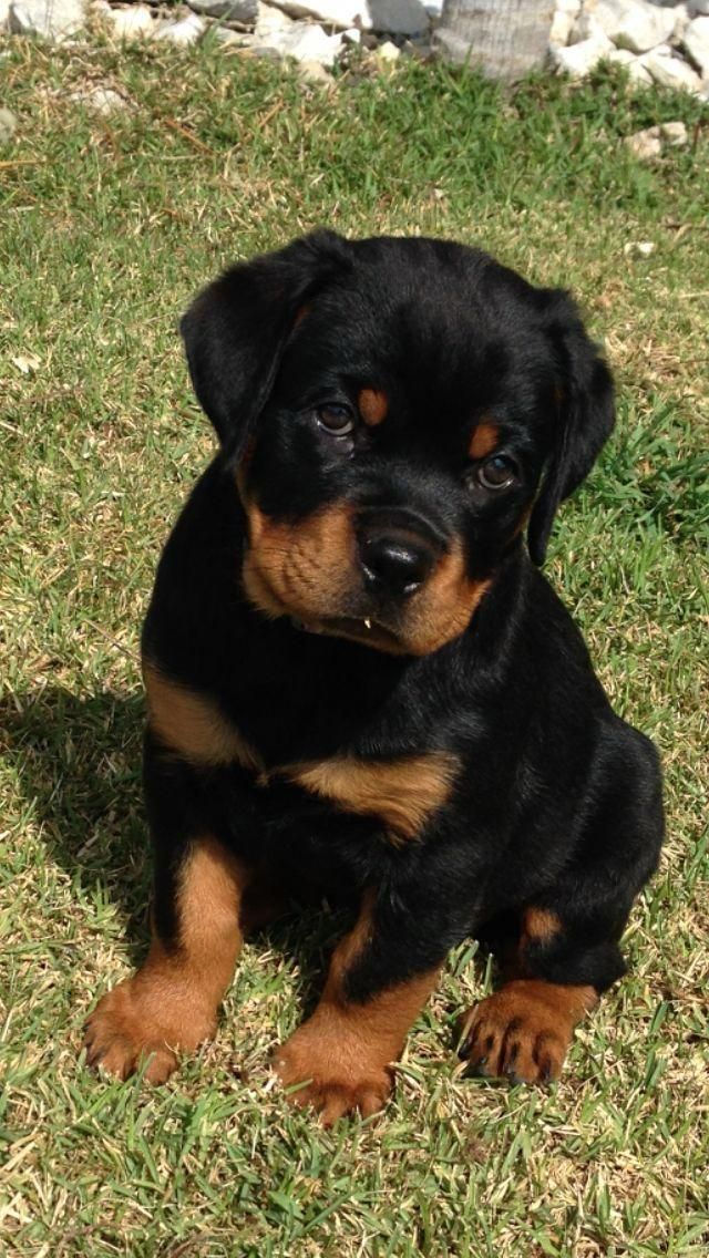 Portal Vendocão ROTTWEILER FILHOTE DE CAMPEAO  porto alegre 