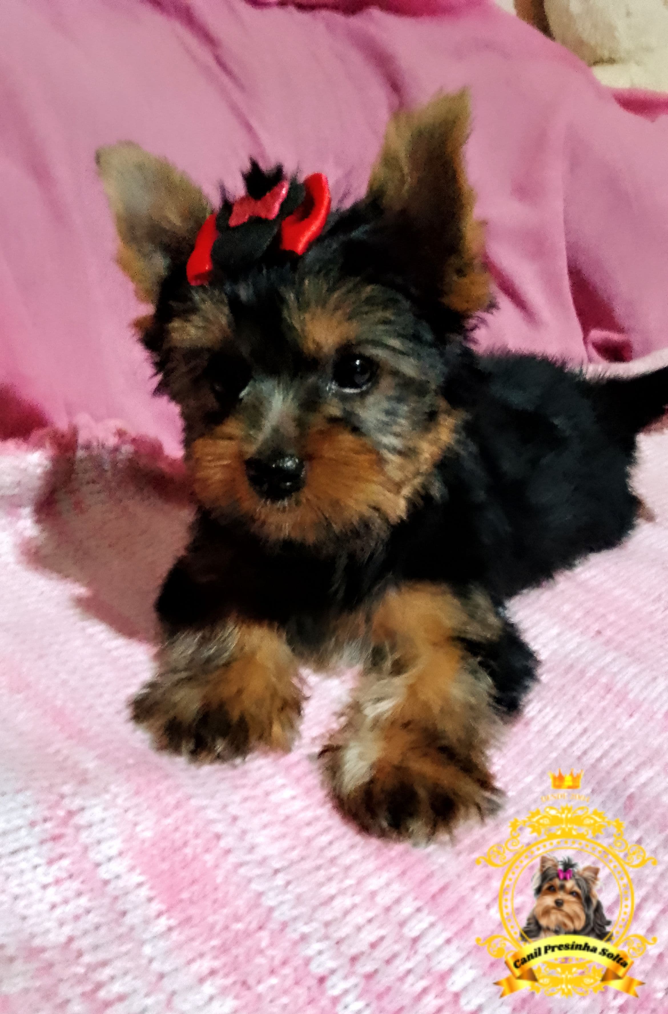 Portal Vendocão Yorkinha a pronta entrega  São Bernardo do Campo