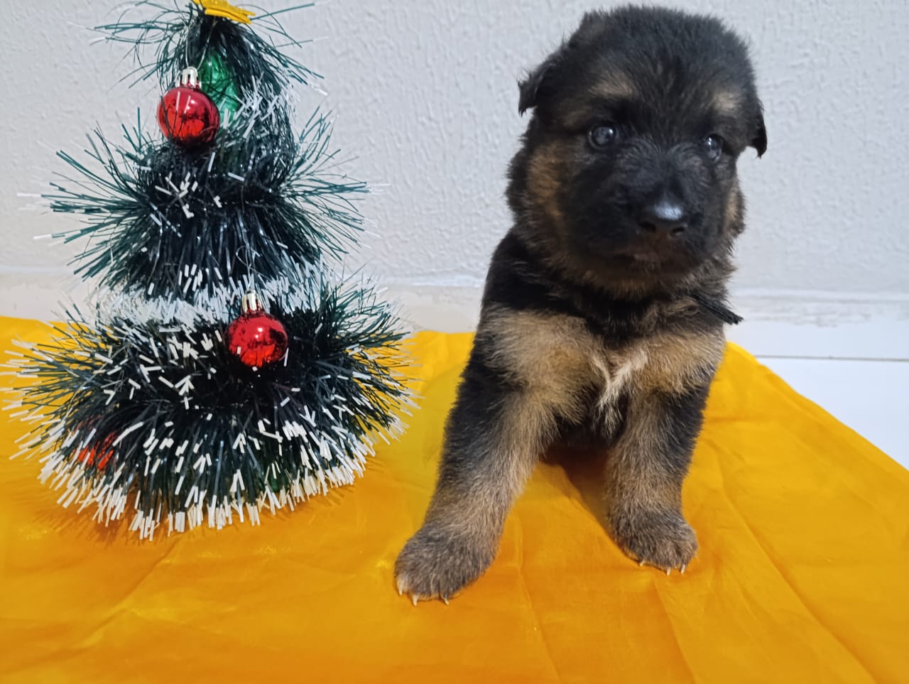 Portal Vendocão Filhote fêmea  Goiana
