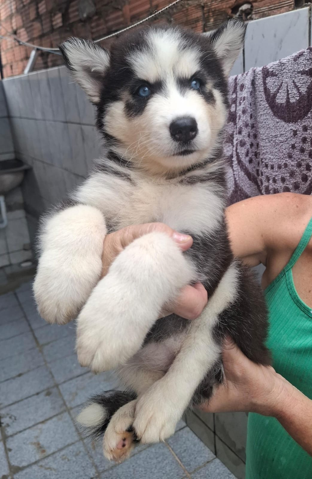 Husky siberiano femea  - Foto 1
