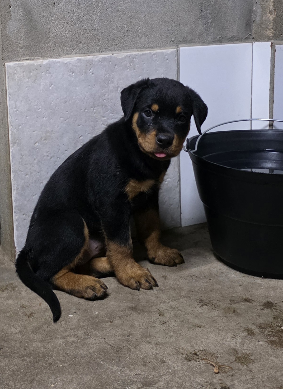 Portal Vendocão BLACK FRIDAY: adquira seu Rotweiller com um preço imperdível Teresina