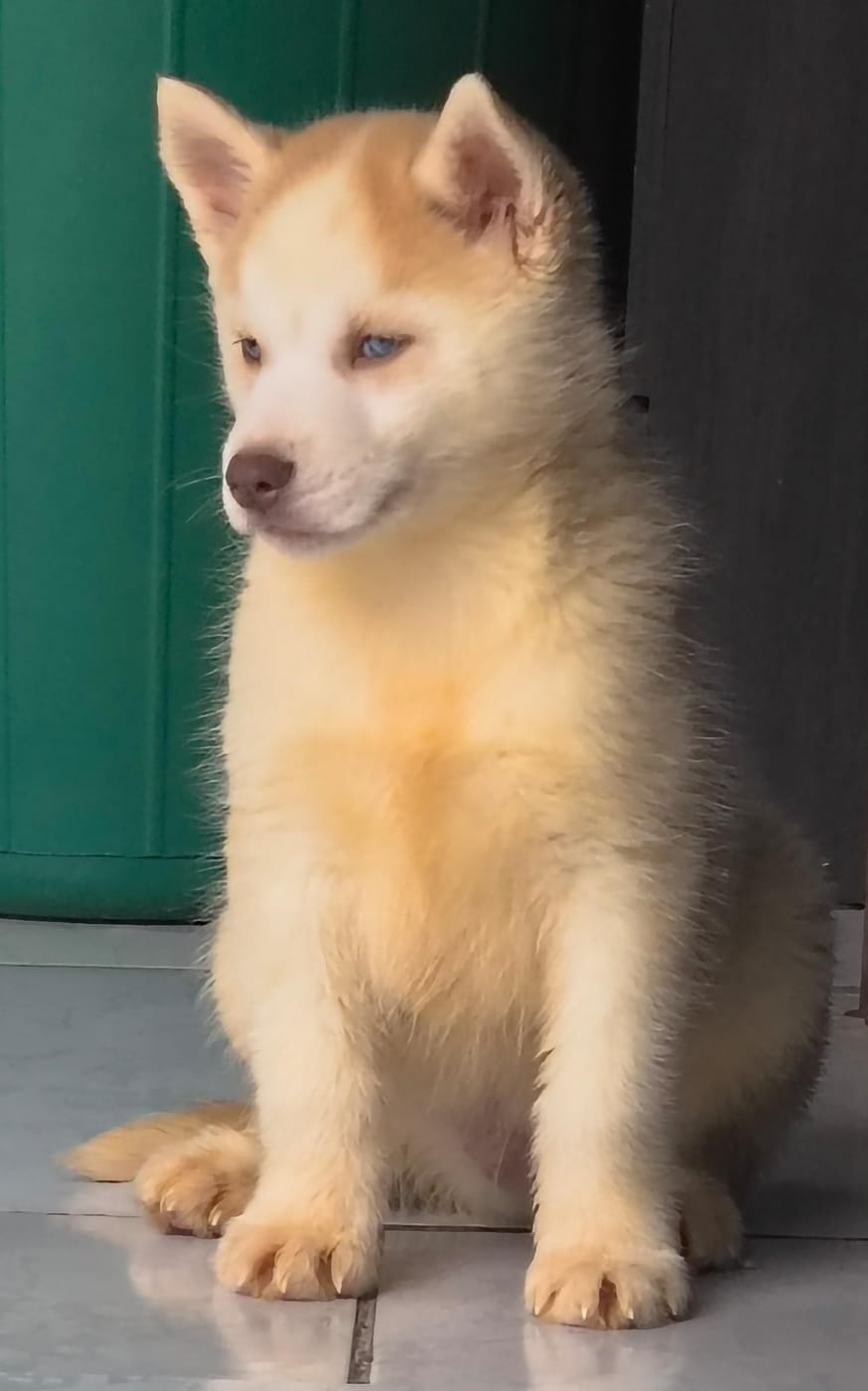 Portal Vendocão Filhote de Husky Siberiano  Curitiba