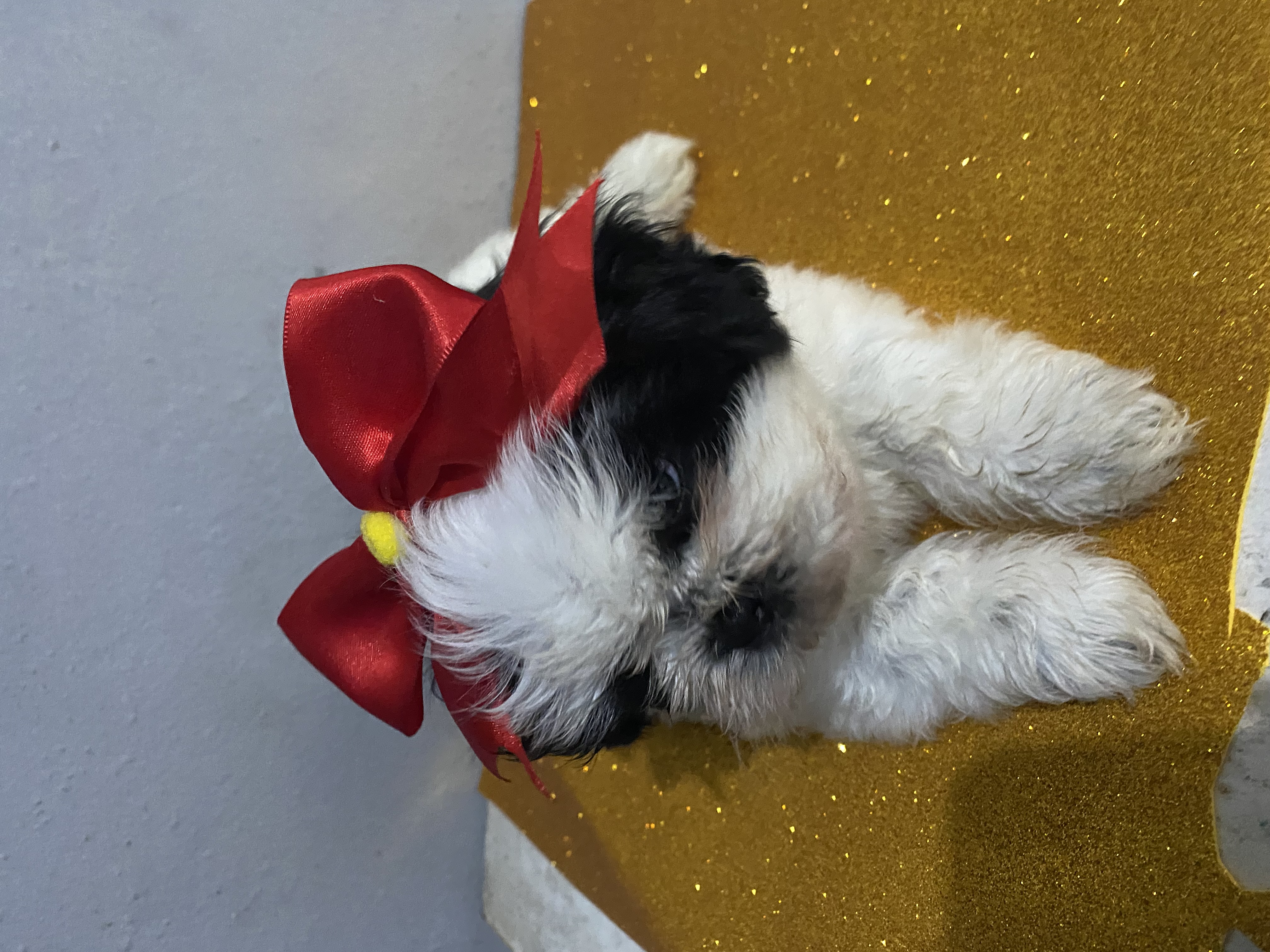 Portal Vendocão Shihtzu Viçosa 