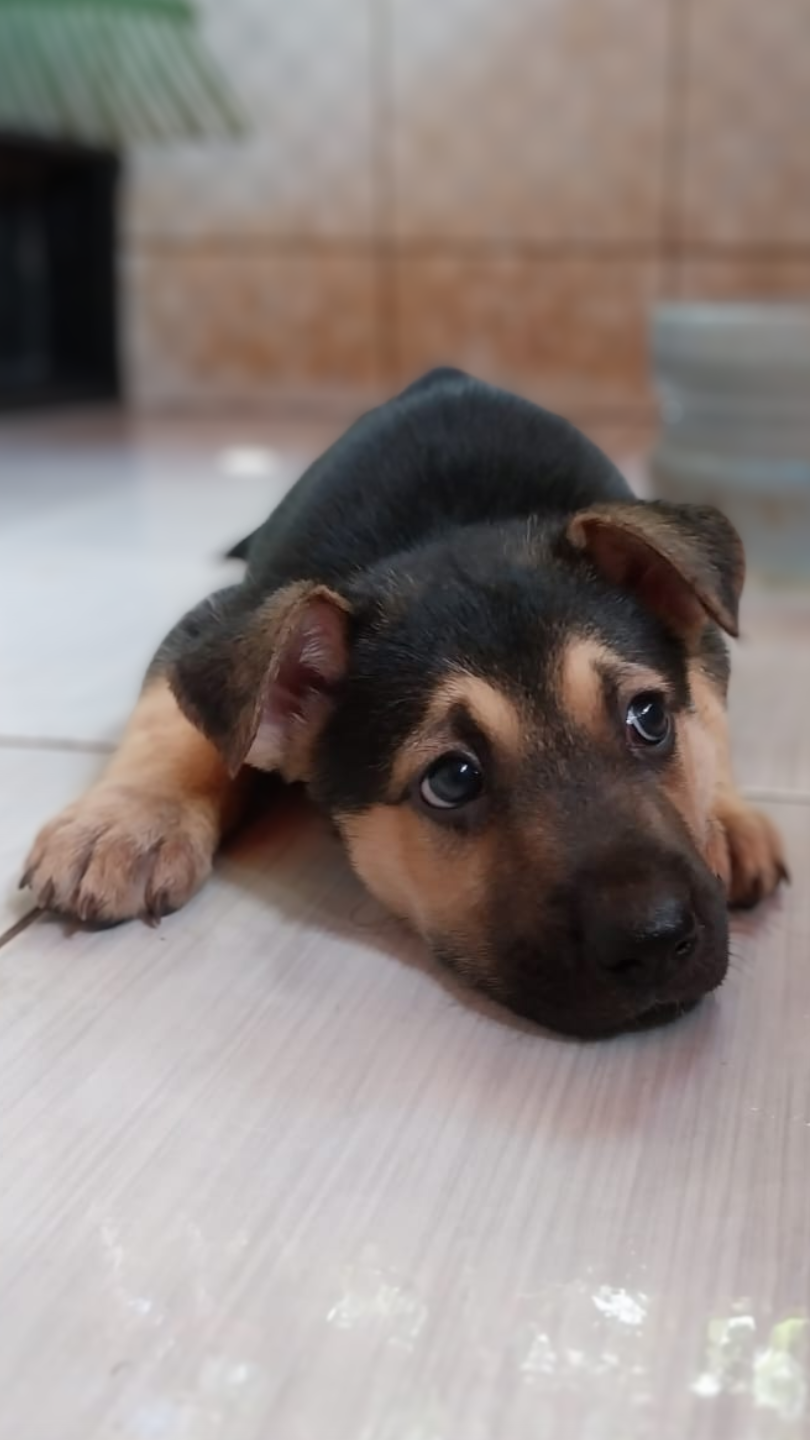 Portal Vendocão Filhotes Pastor Alemão (Belga/Malinois) Disponíveis Teresina