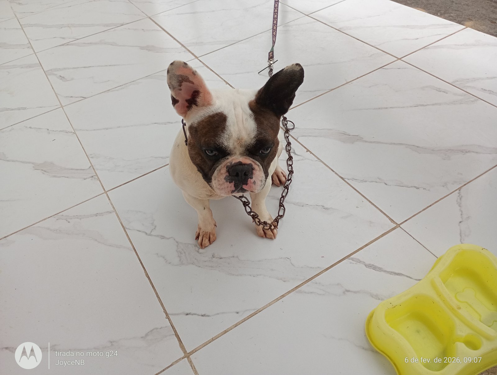 Vendo bulldog francês  - Foto 1