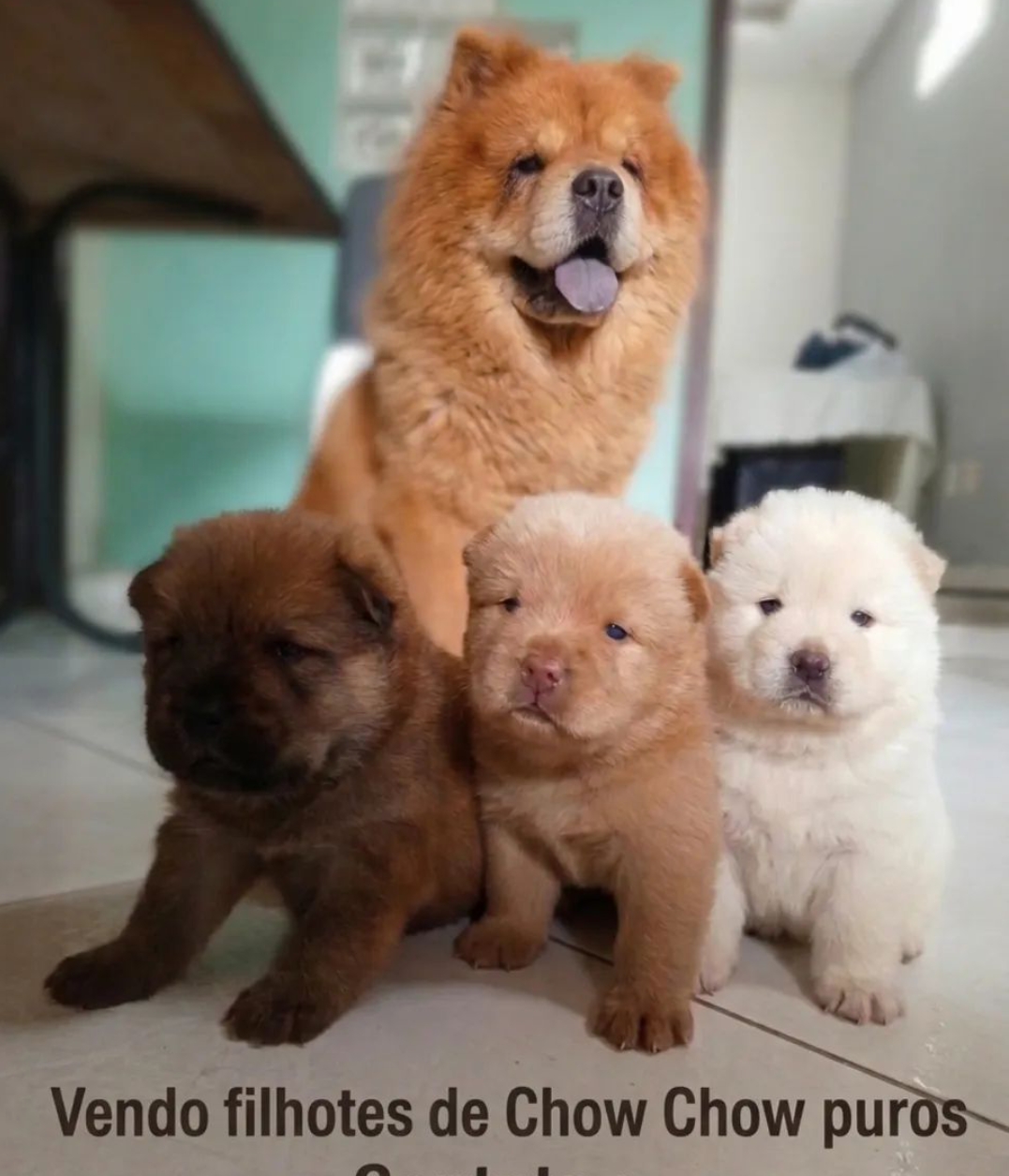 Filhotes de Chow Chow  - Foto 2