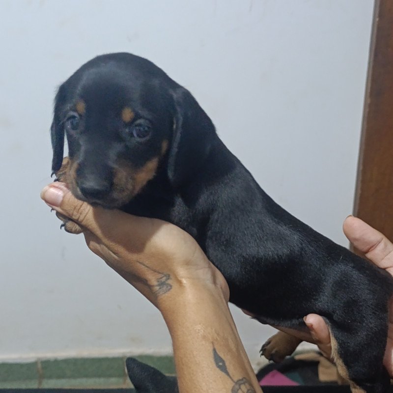 Basset cofap - Foto 1