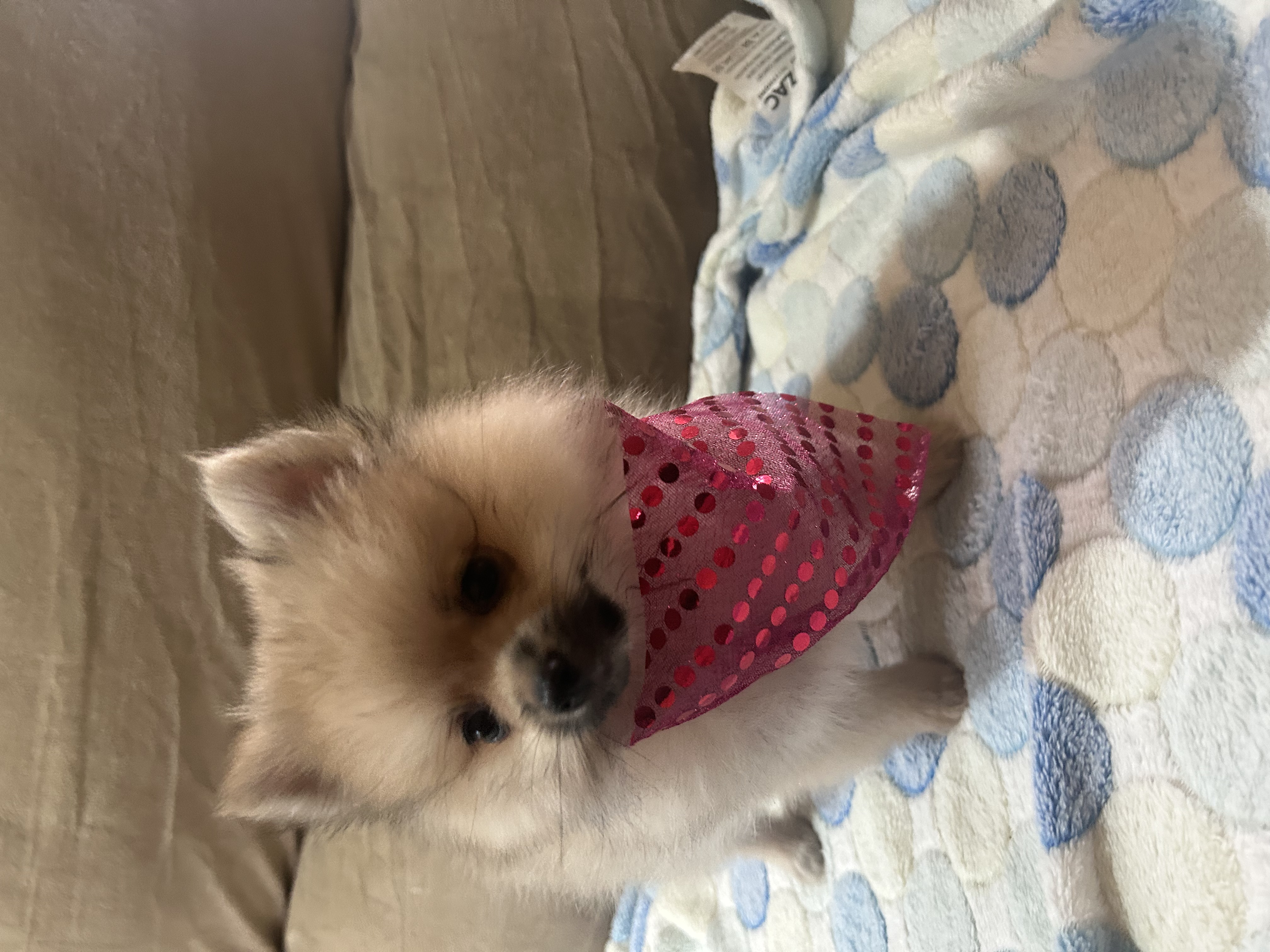 Spitz alemão  - Foto 2